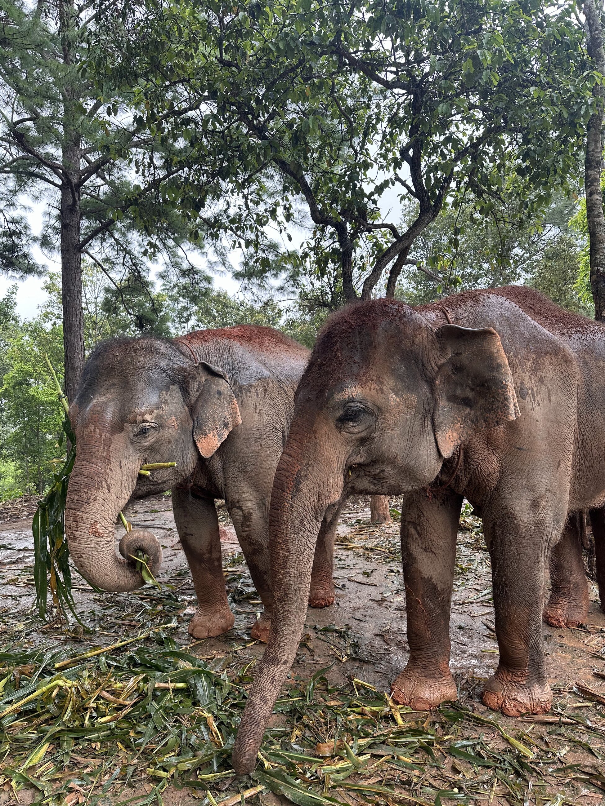 2 of the elephants!