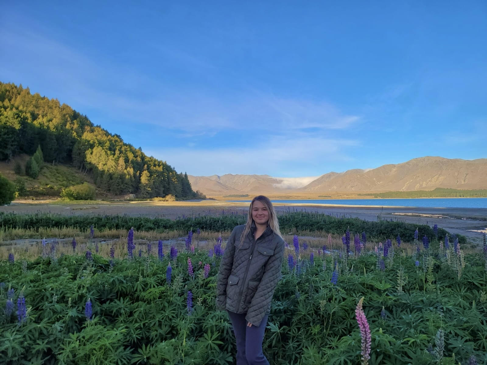 Lake Tekapo Lupines