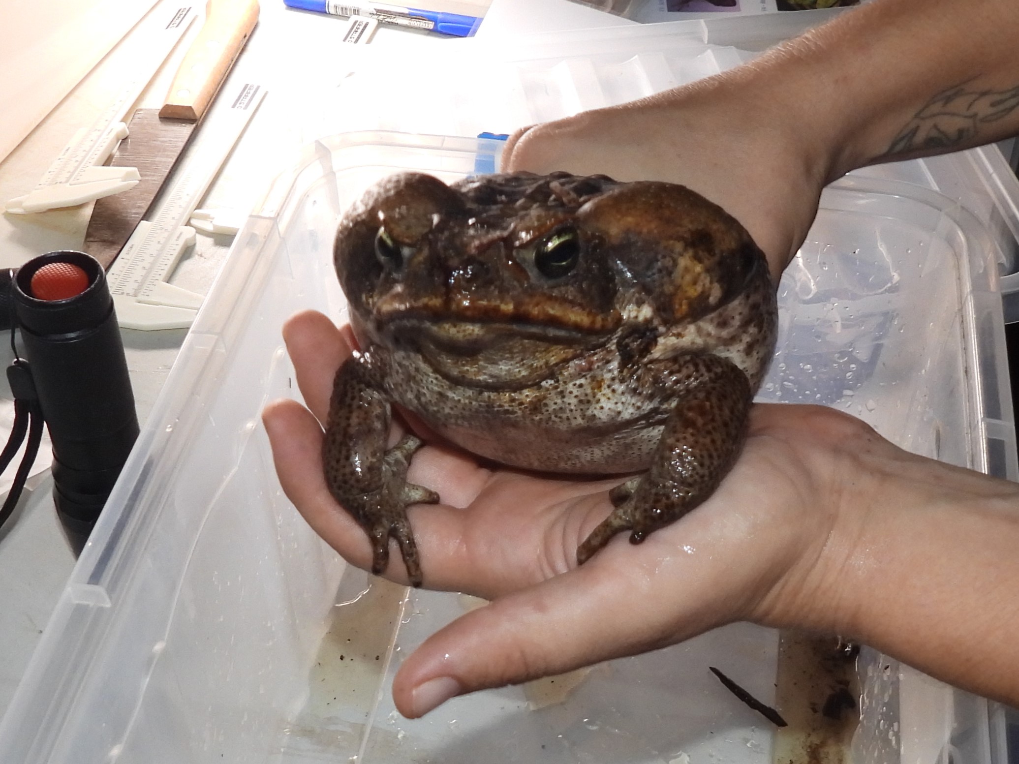 Bruno the Cane Toad