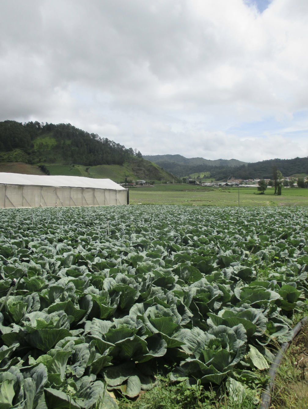 Crops
