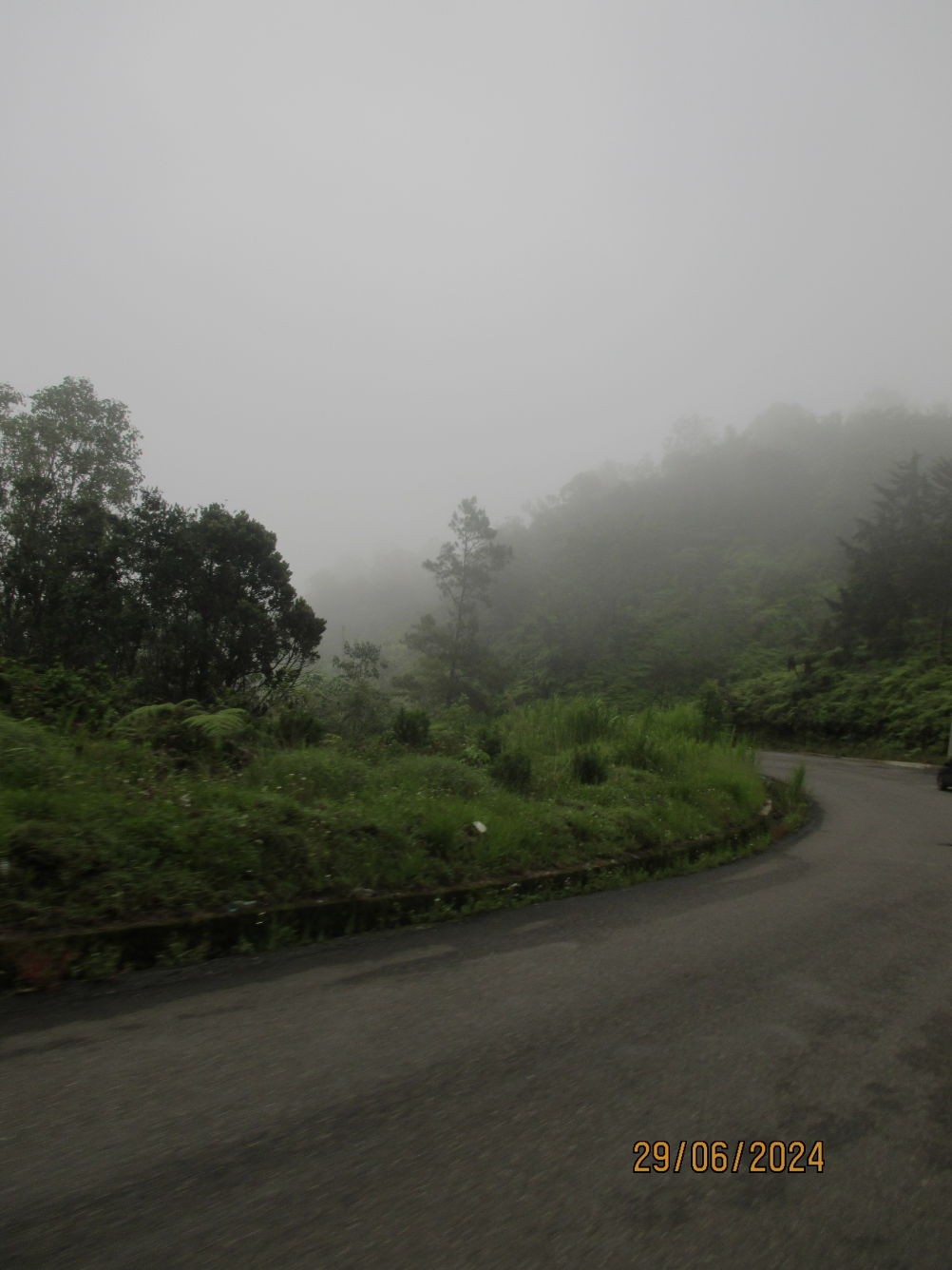 Greenery Everywhere