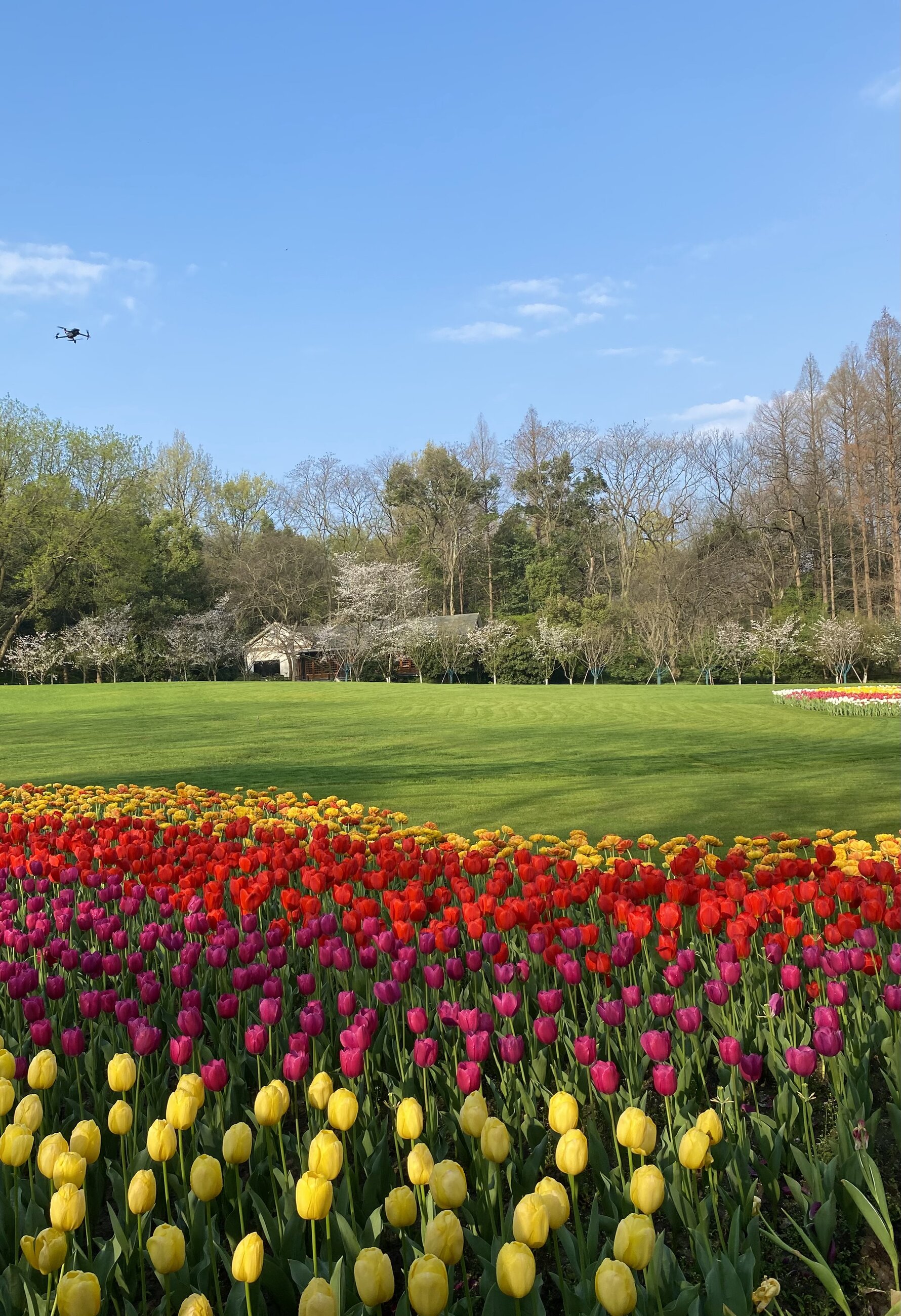 Spring is so beautiful in china! 