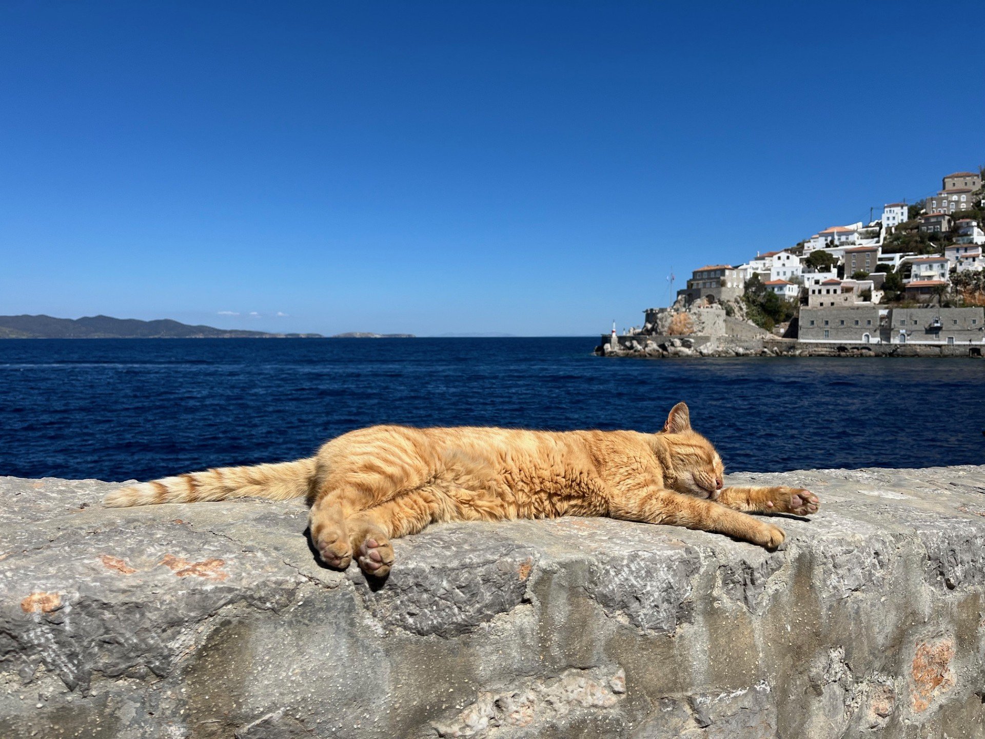 Cat on Hydra