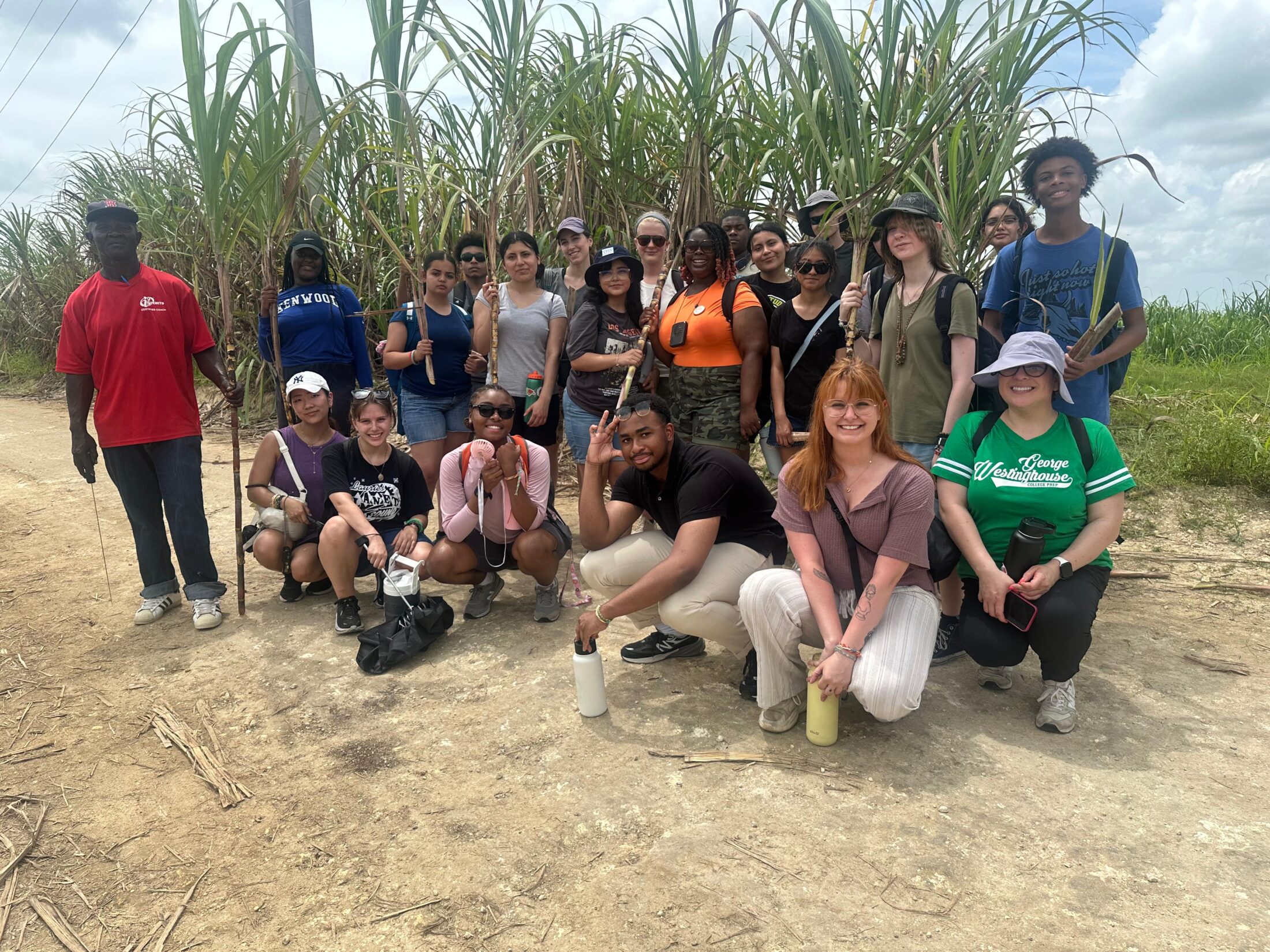 Sugar Cane Field