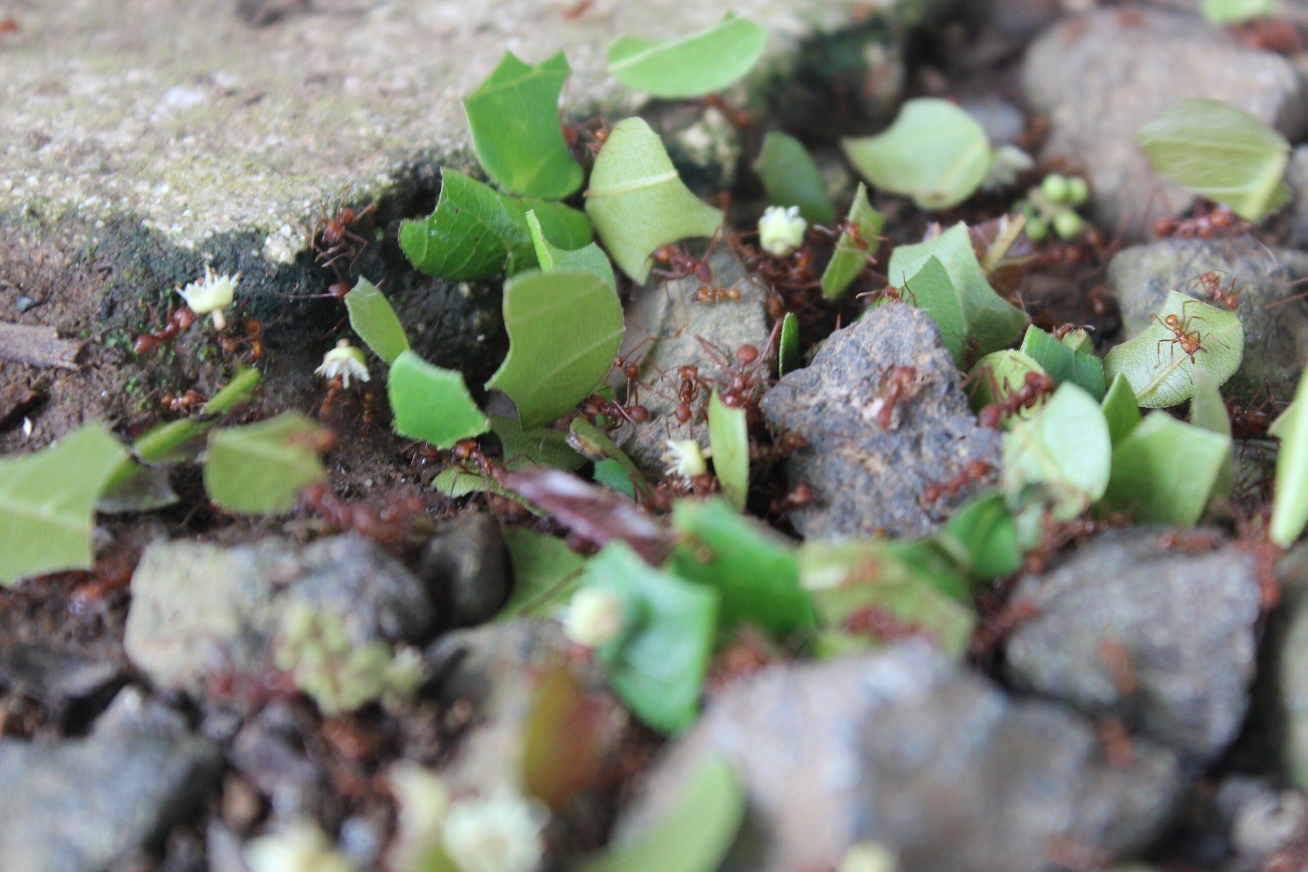 Leaf-cutter ants