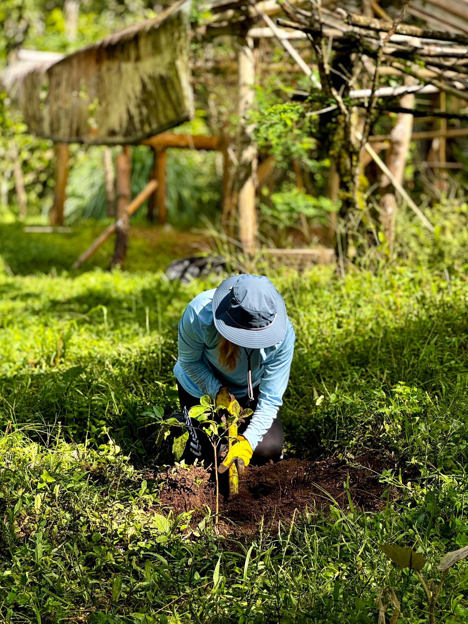 Planting coffee plants