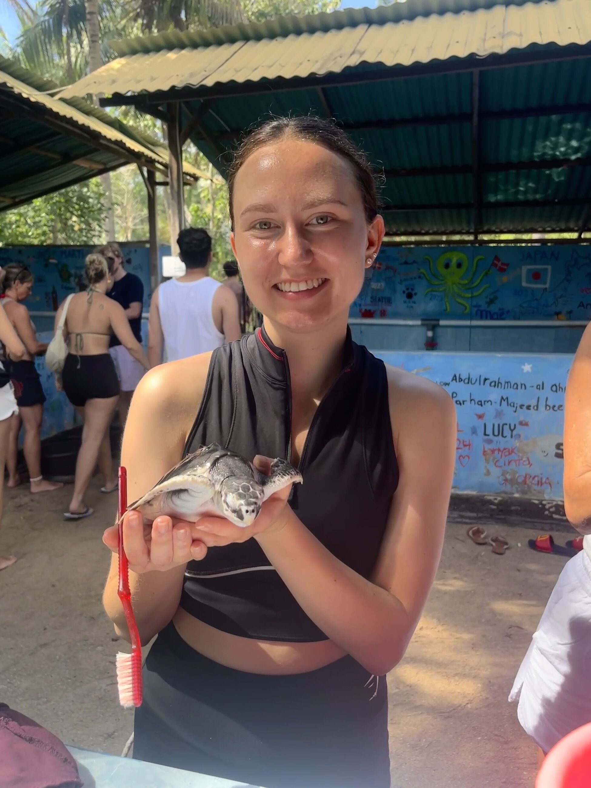 Turtle conservation volunteering