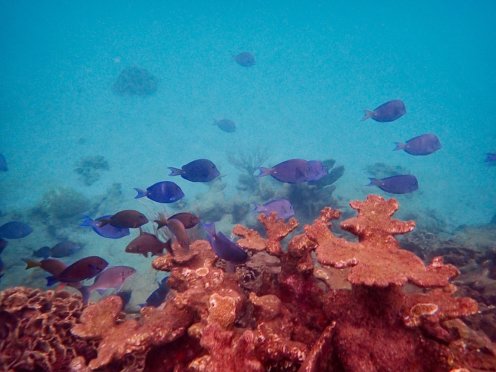 coral and fish life at Zapatillas Dos