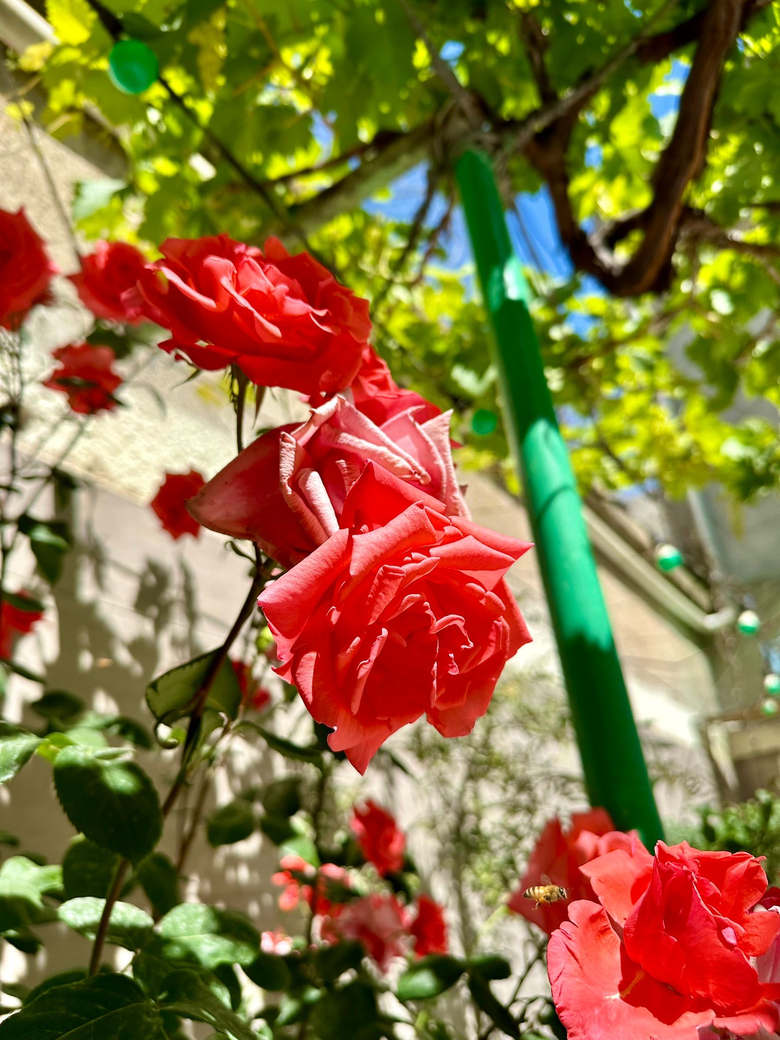 Roses at Sunniya Masjid