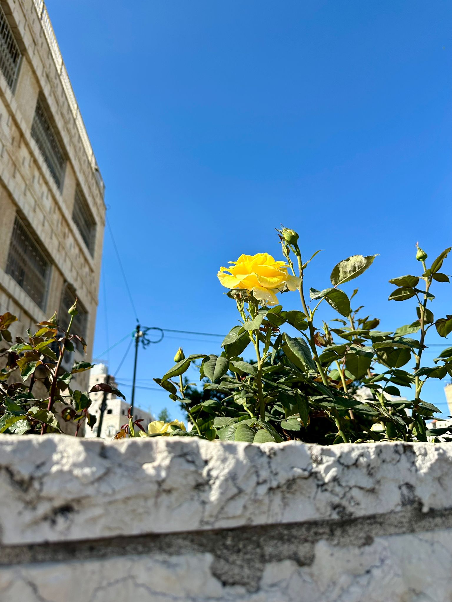 Rose at the Foreigner Apartment