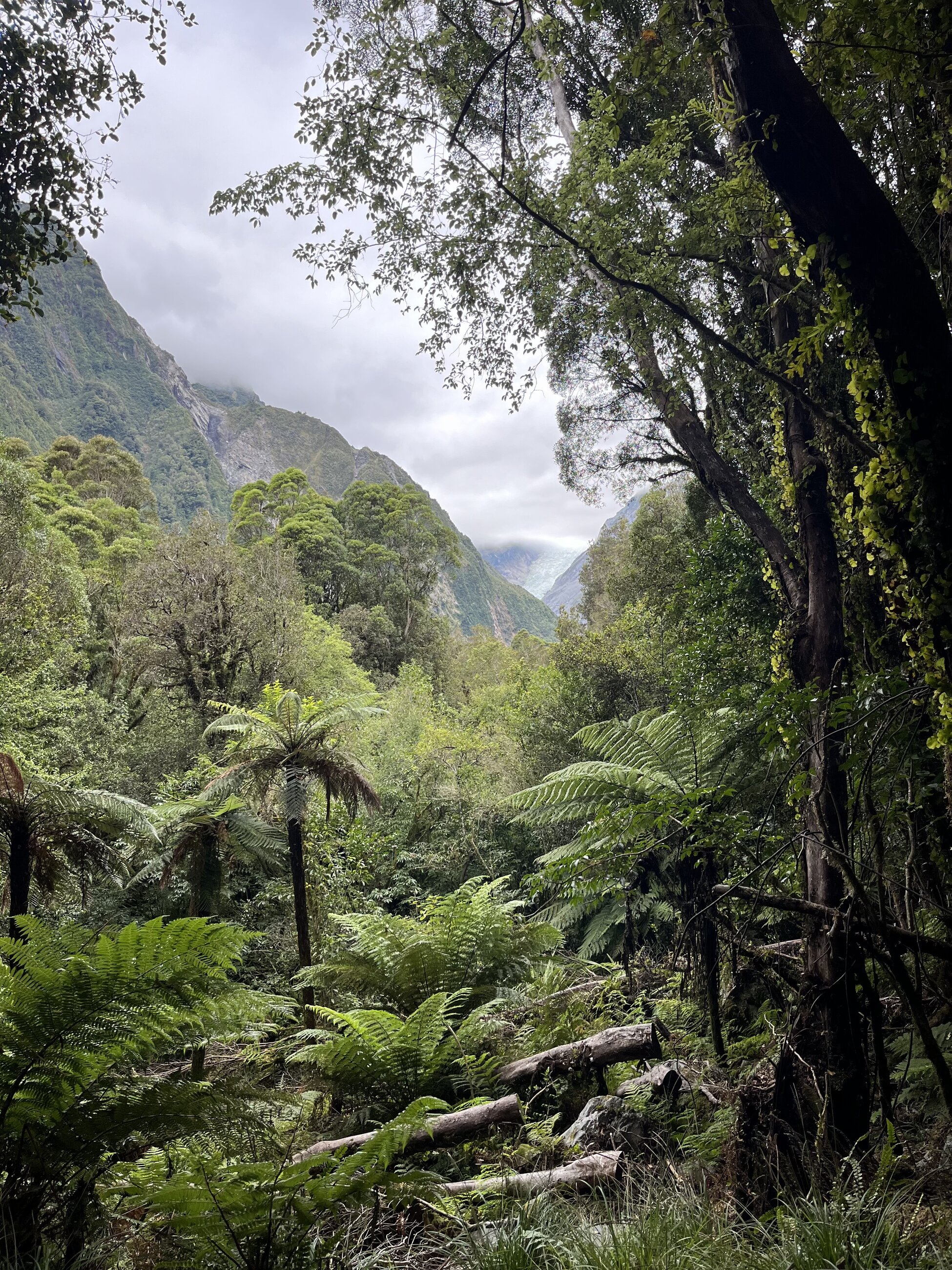 Fox Glacier