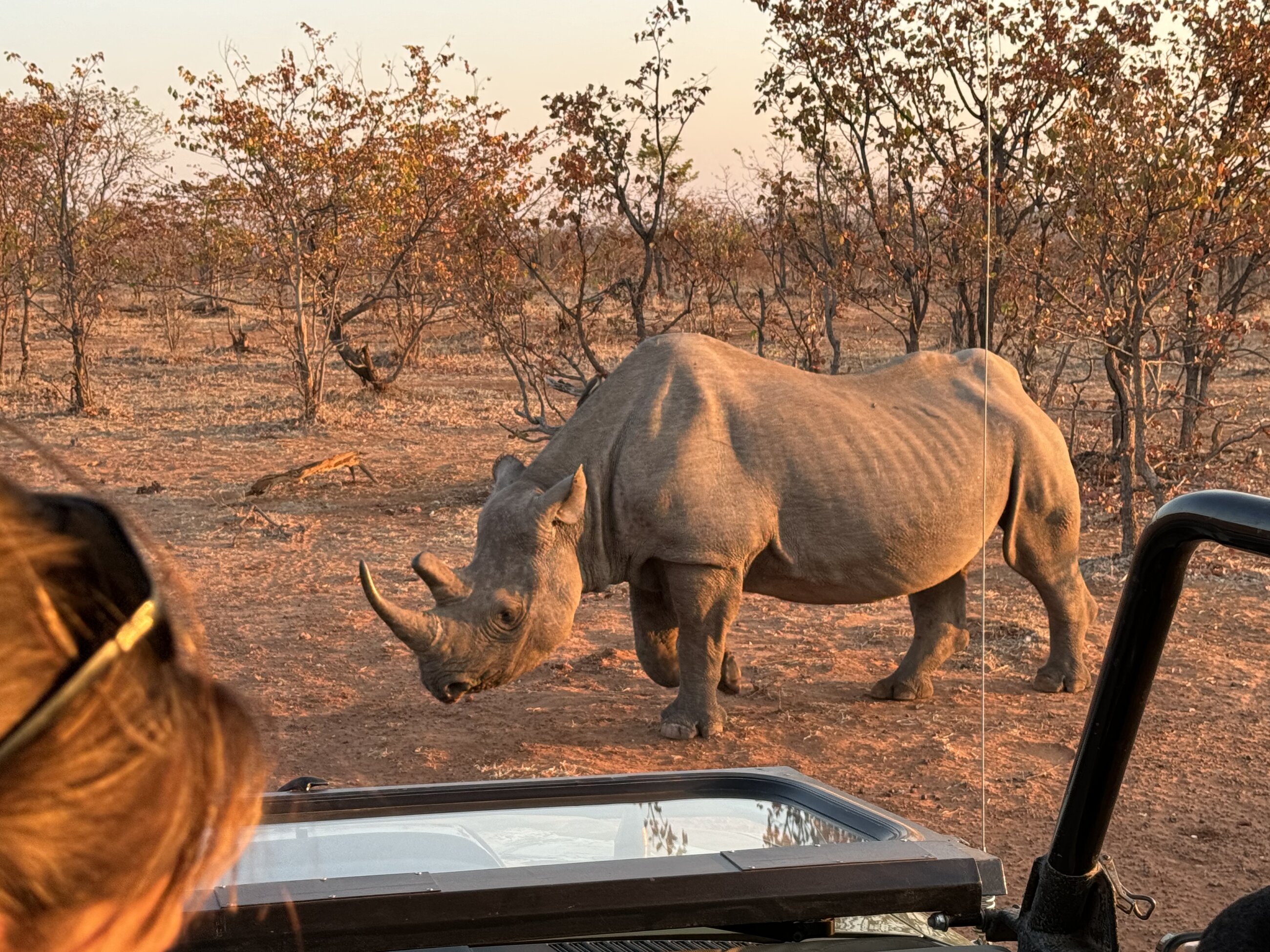 Endangered black rhino