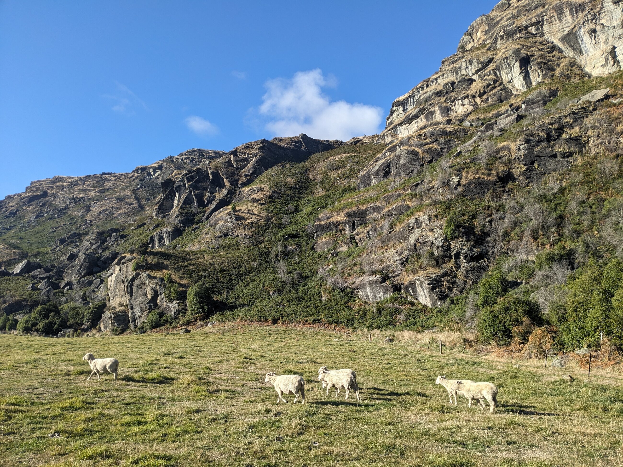 sheep in wanaka area