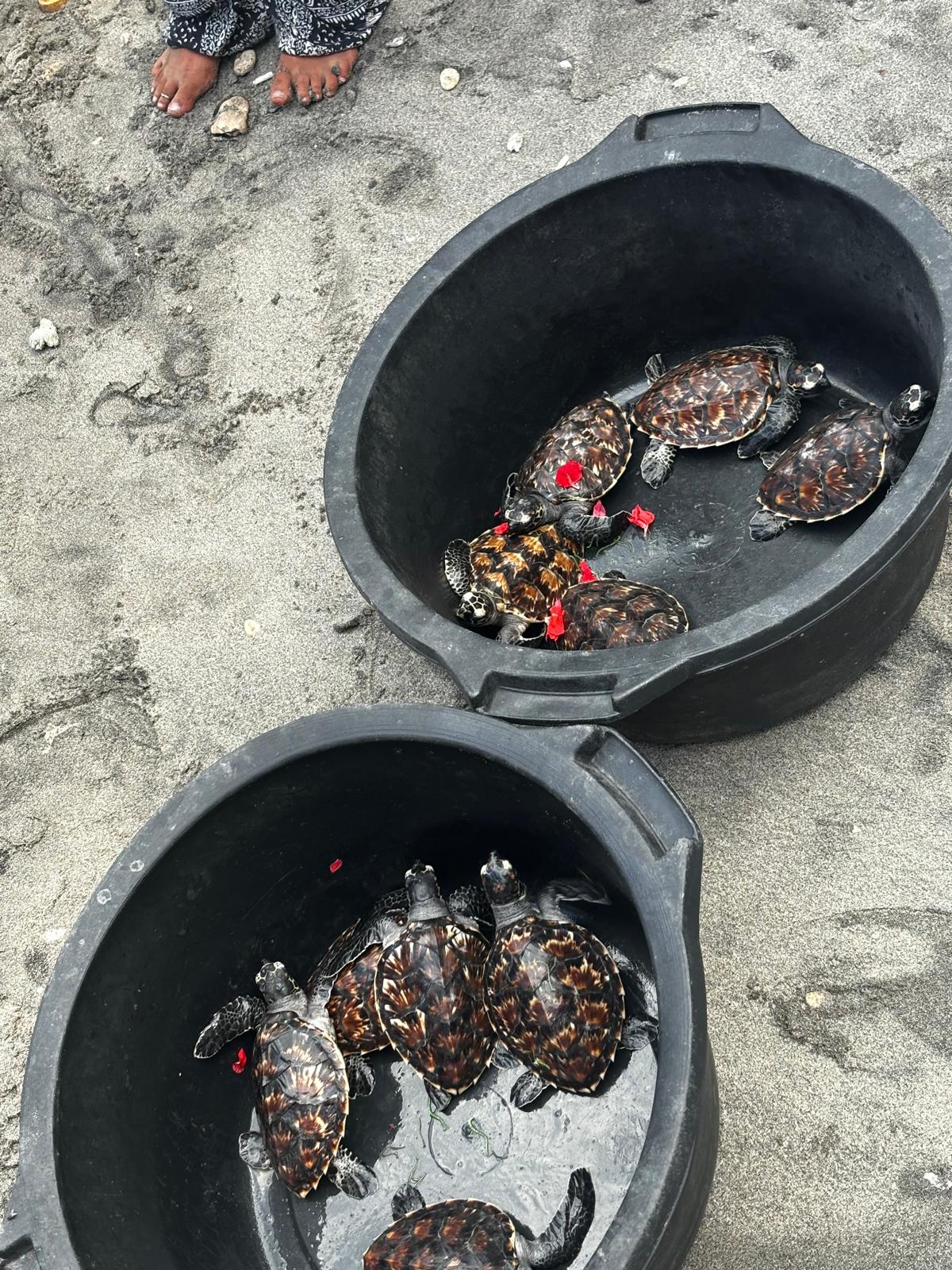 Sea turtle release