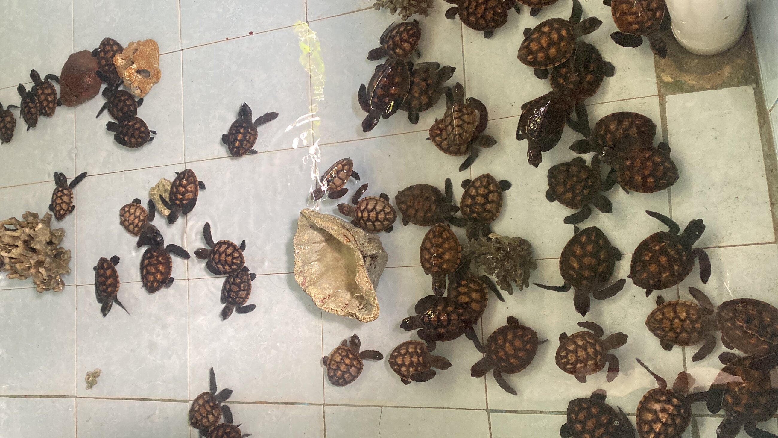 Turtles in the tank!