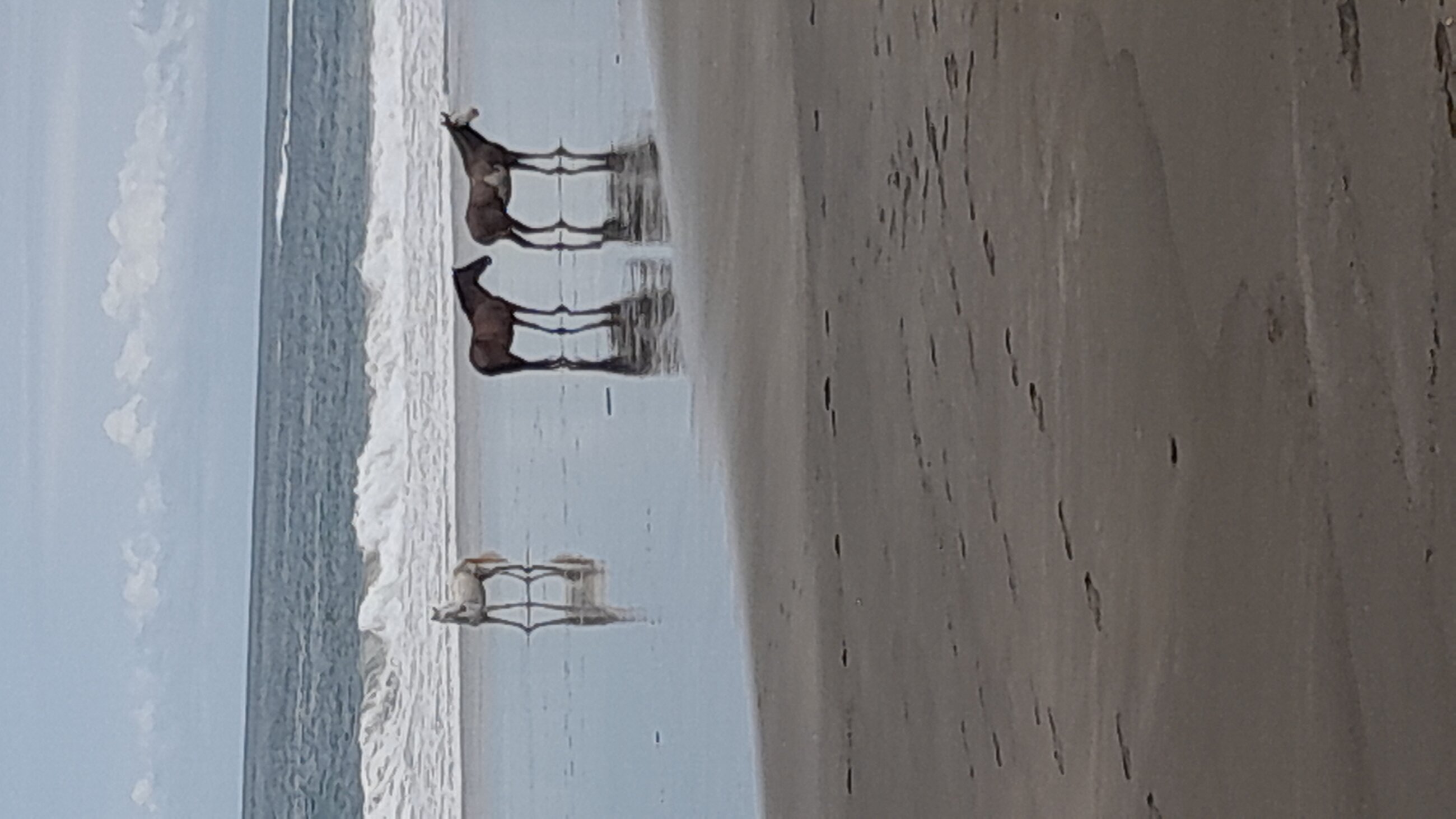 Horses on the beach.