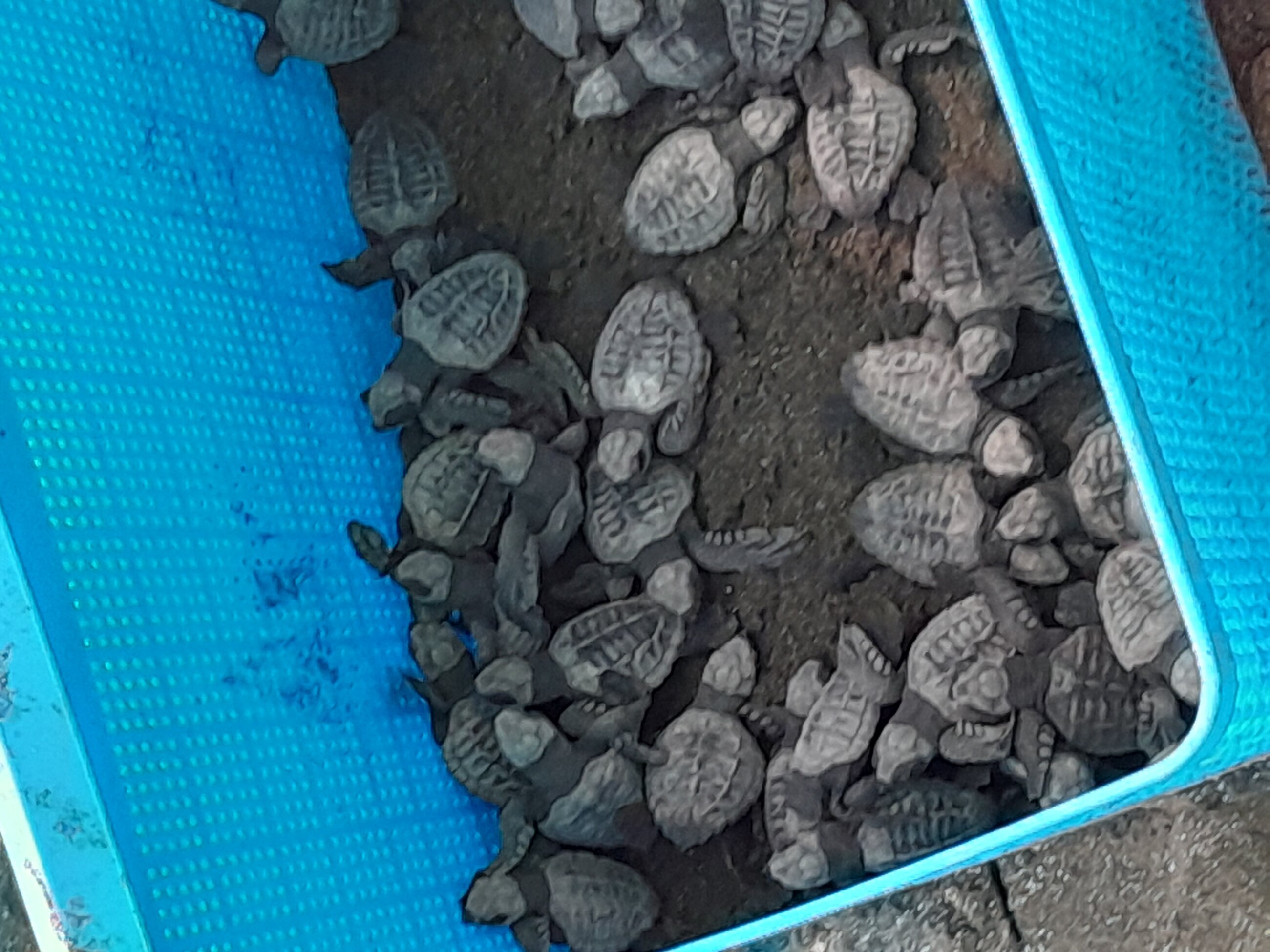 Baby sea turtles 