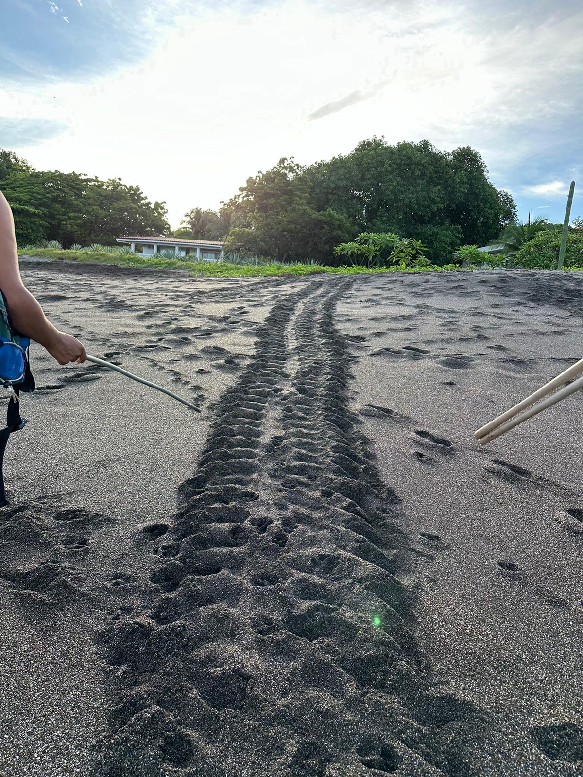 Turtle tracks