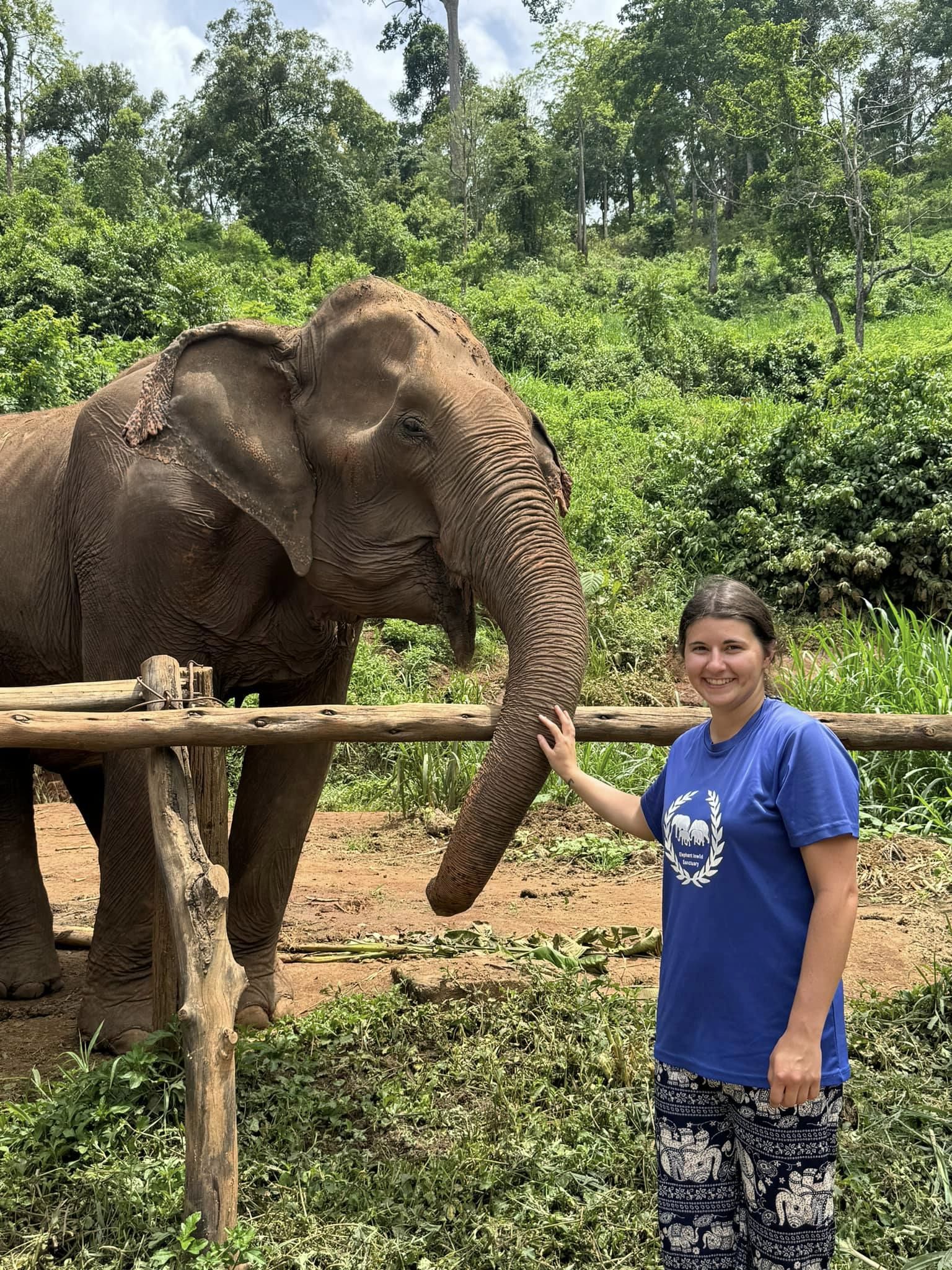 Elephants!