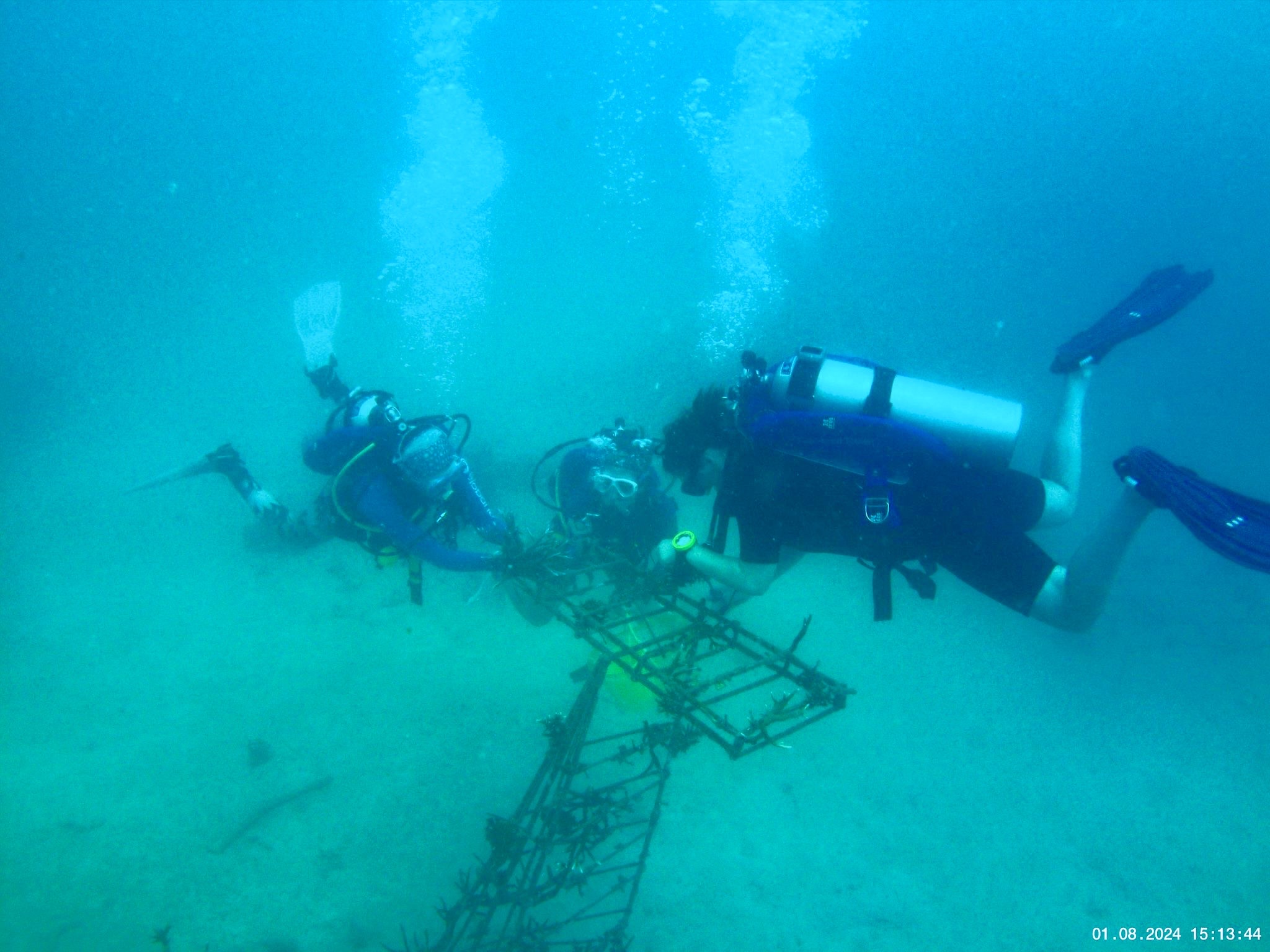 Planting Coral