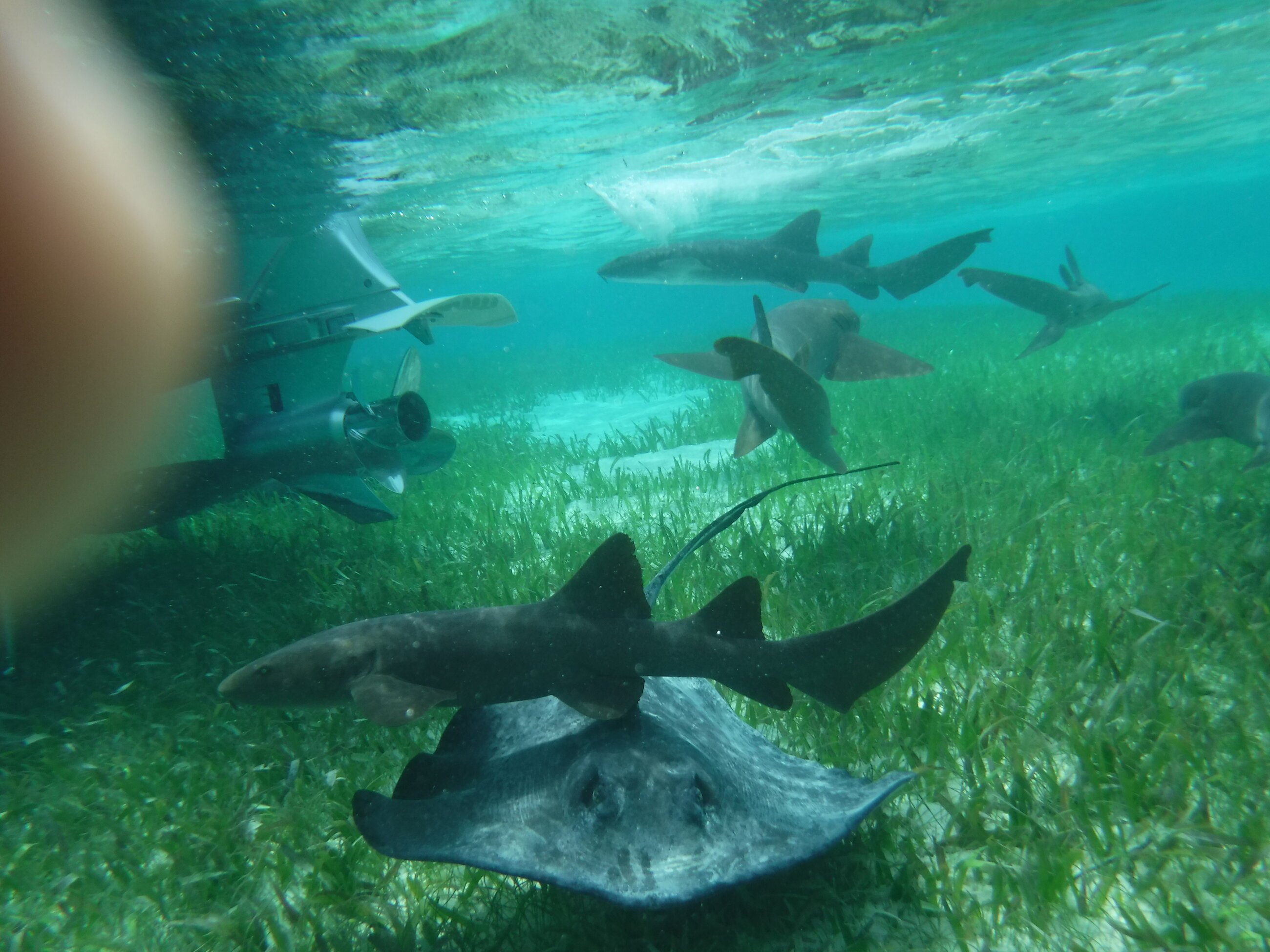 Sharks and stingrays!