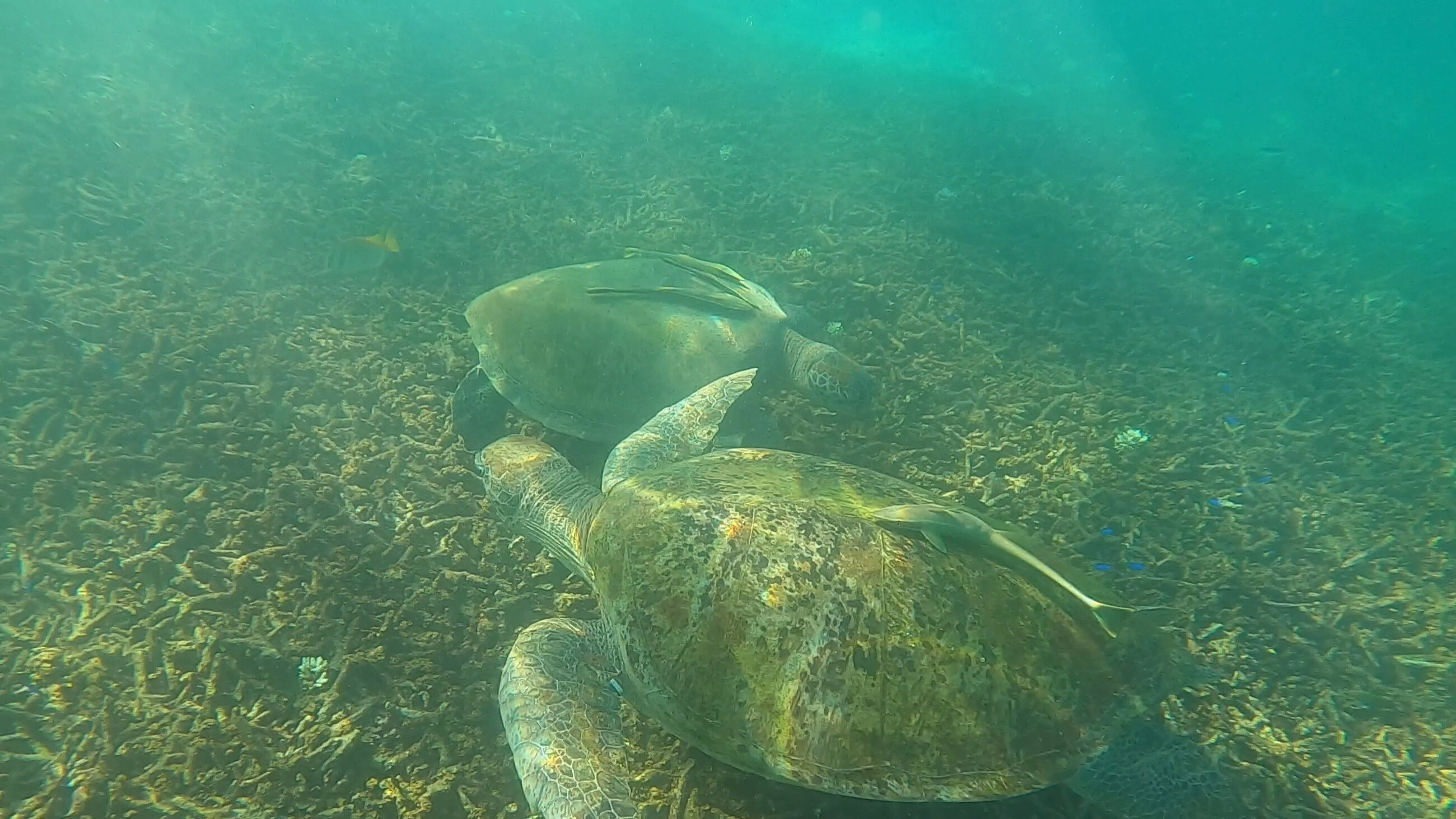 Turtles at Shark Bay