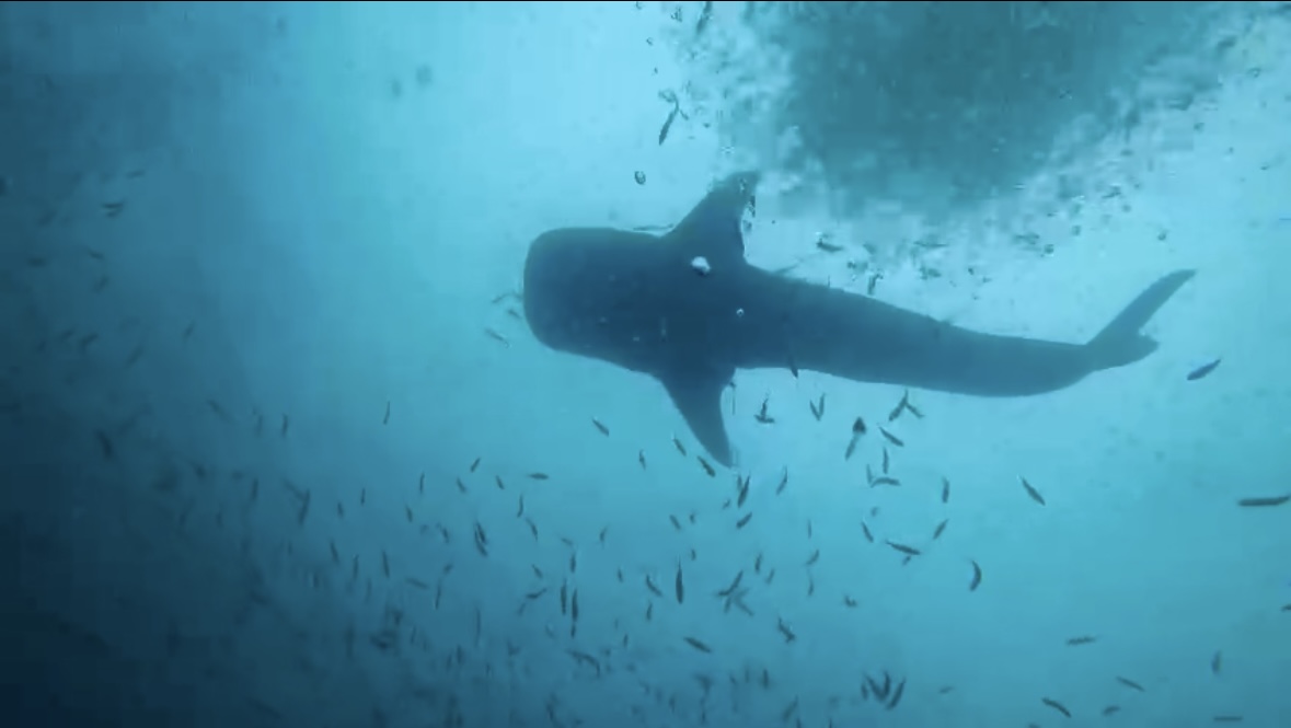 Whale shark!!