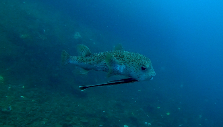 Pufferfish!
