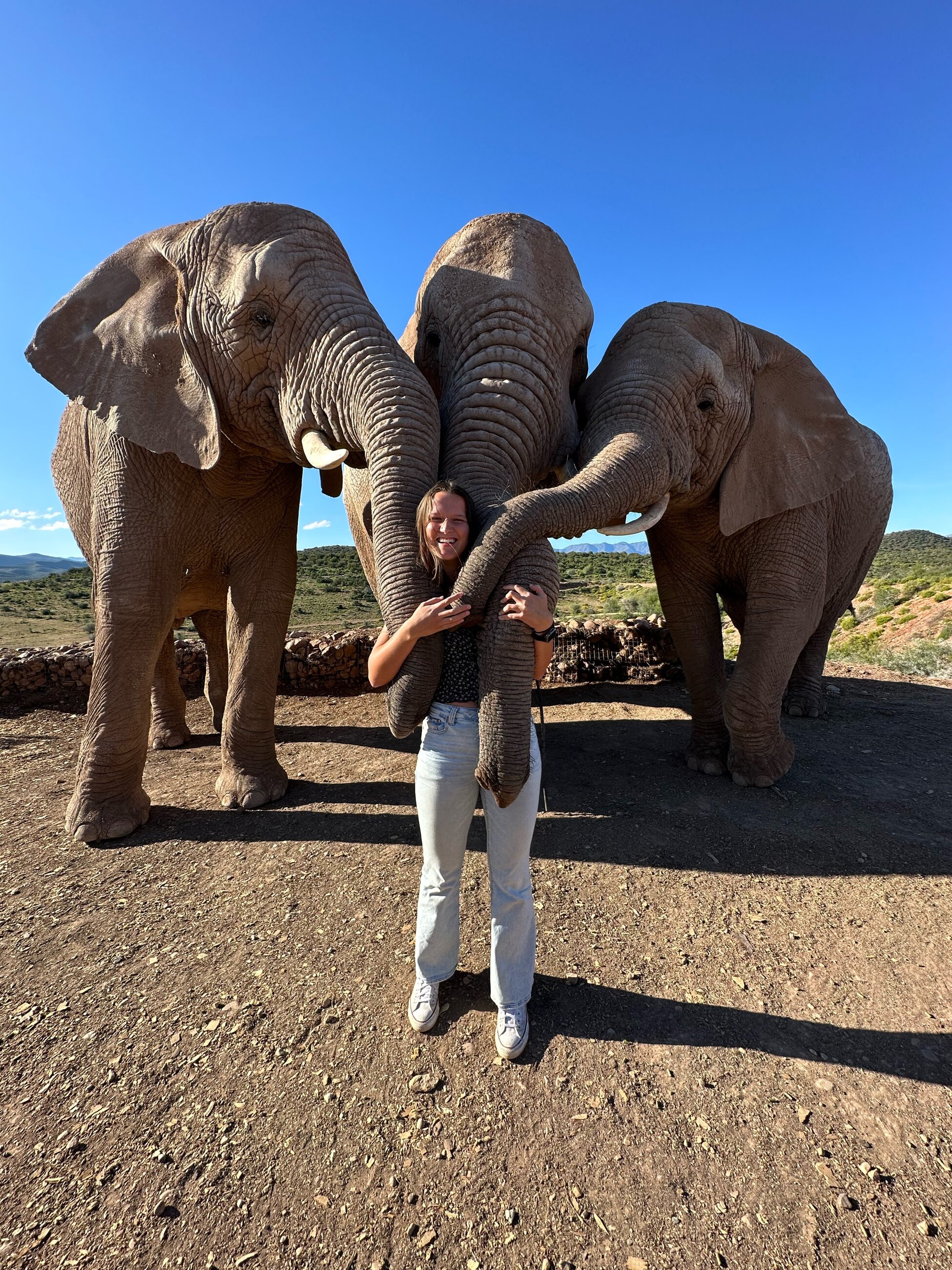 Elephants on the Garden Route