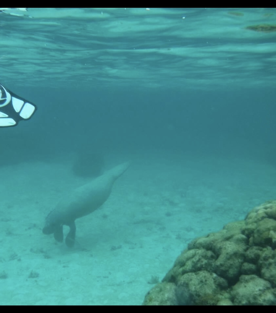 Manatee!