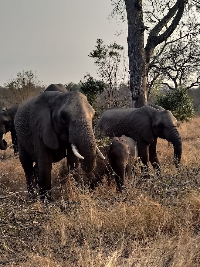 Elephants in the Kruger