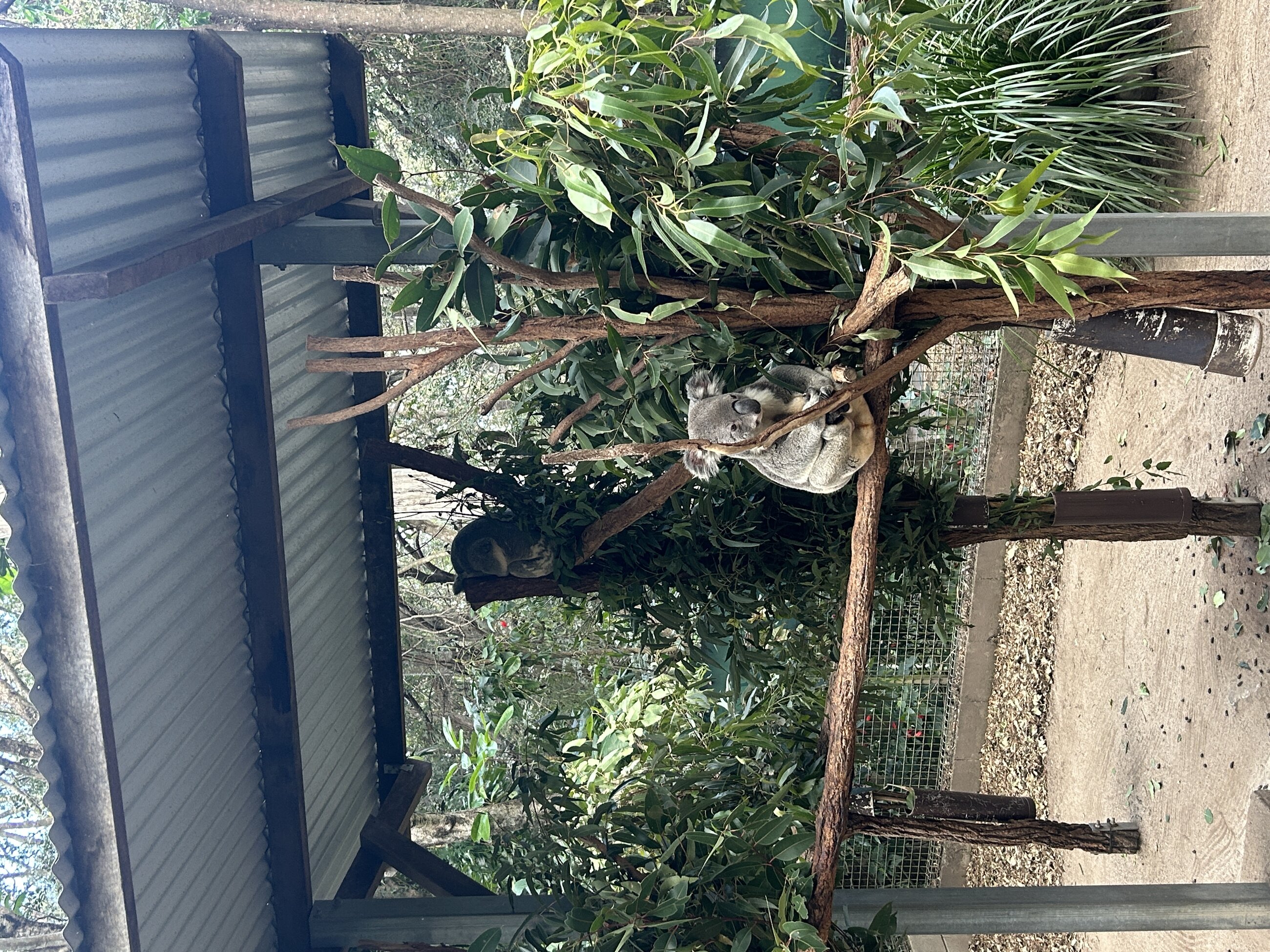Koala in one of the enclosures at Lone Pine Koala Sanctuary 