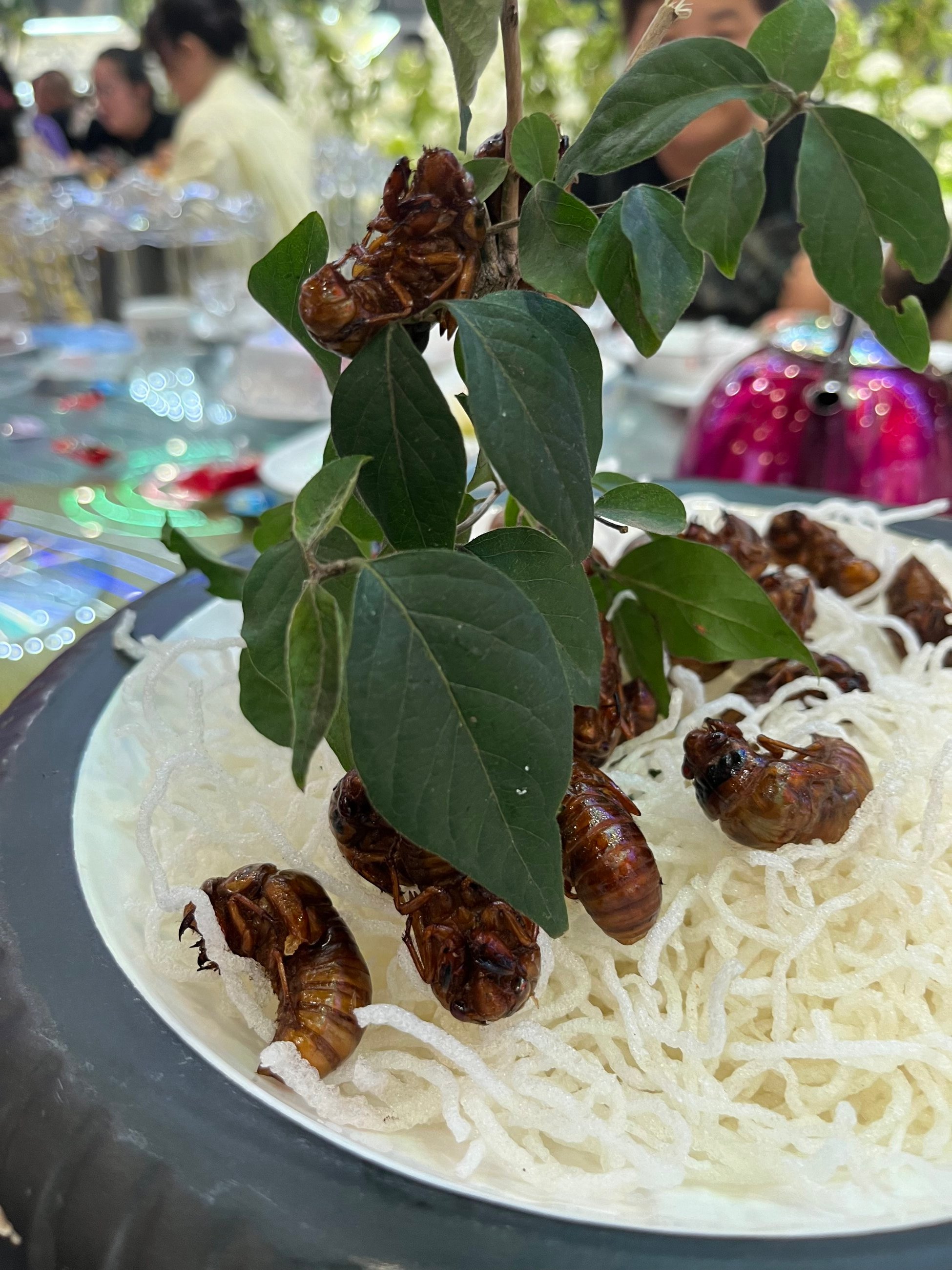 Cicadas for dinner!