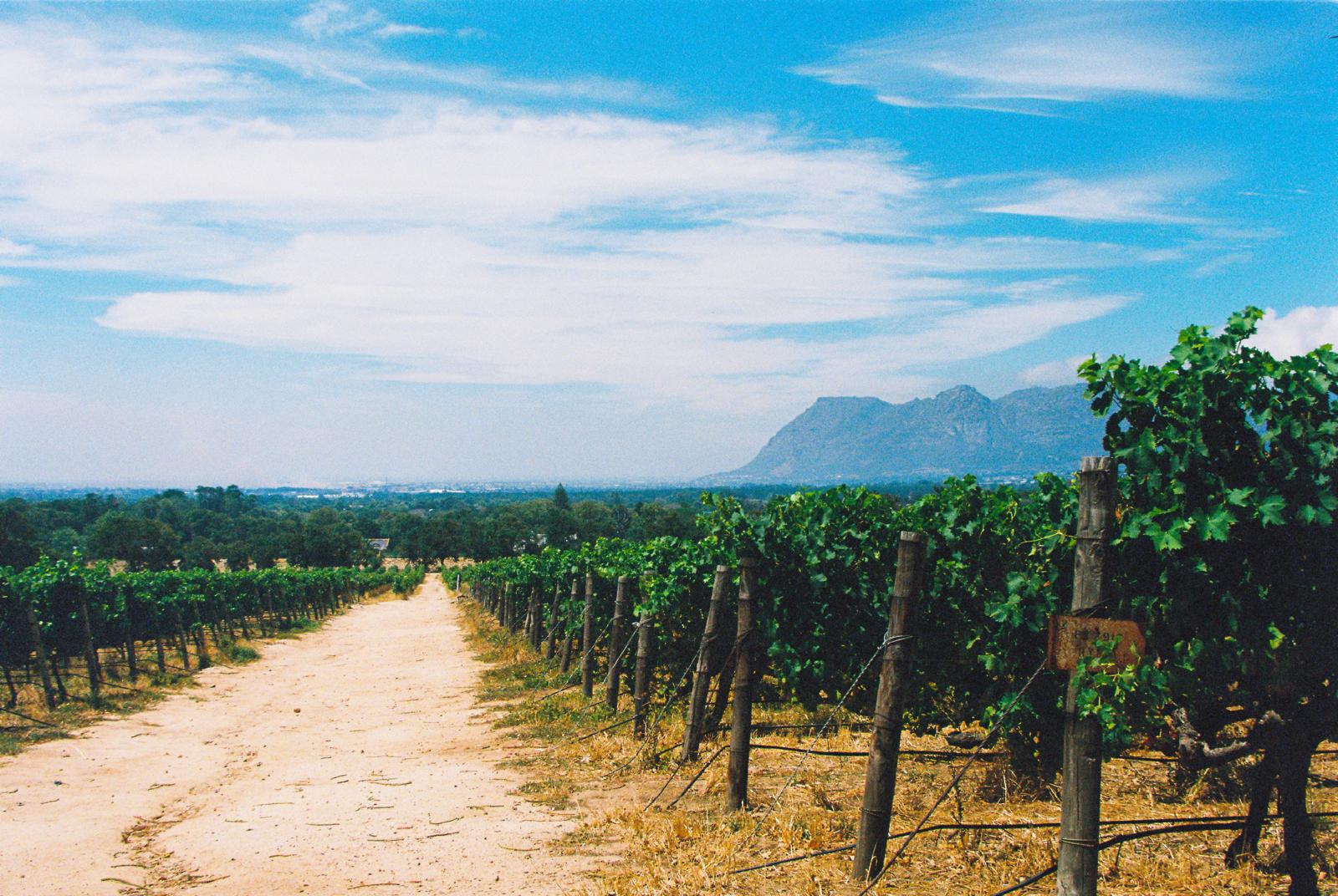 Vineyards in Cape Town