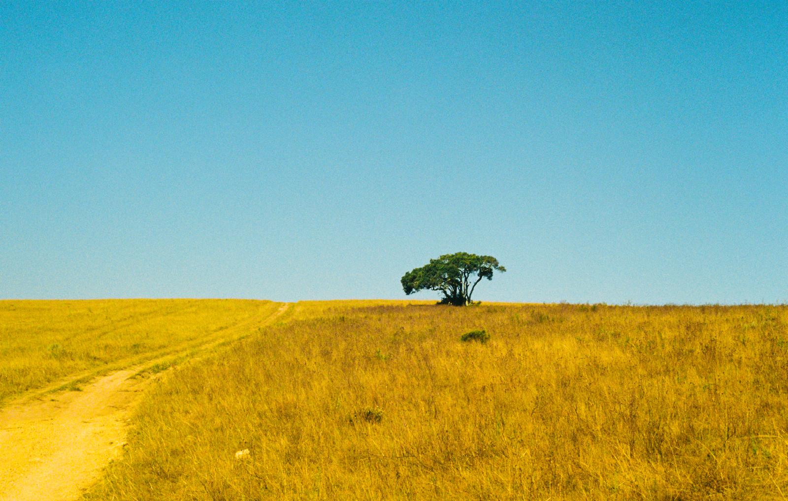A lonely Tree