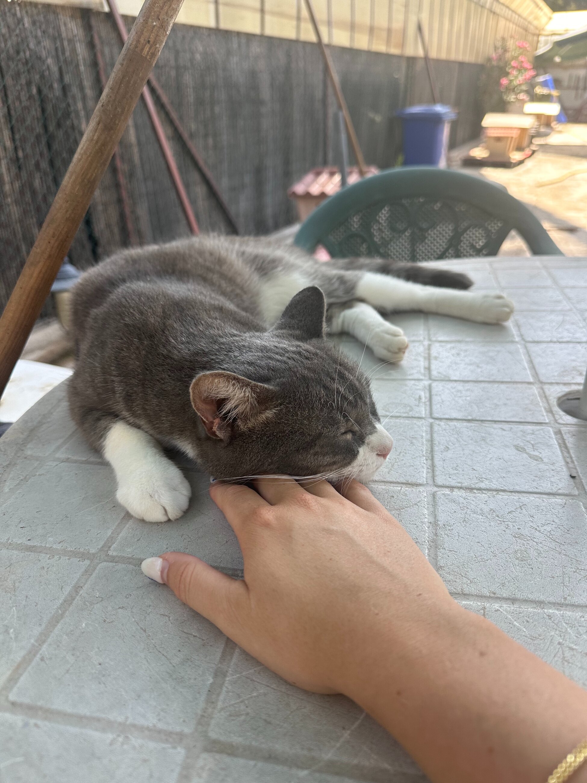me and my fav cat that i named grey bandit