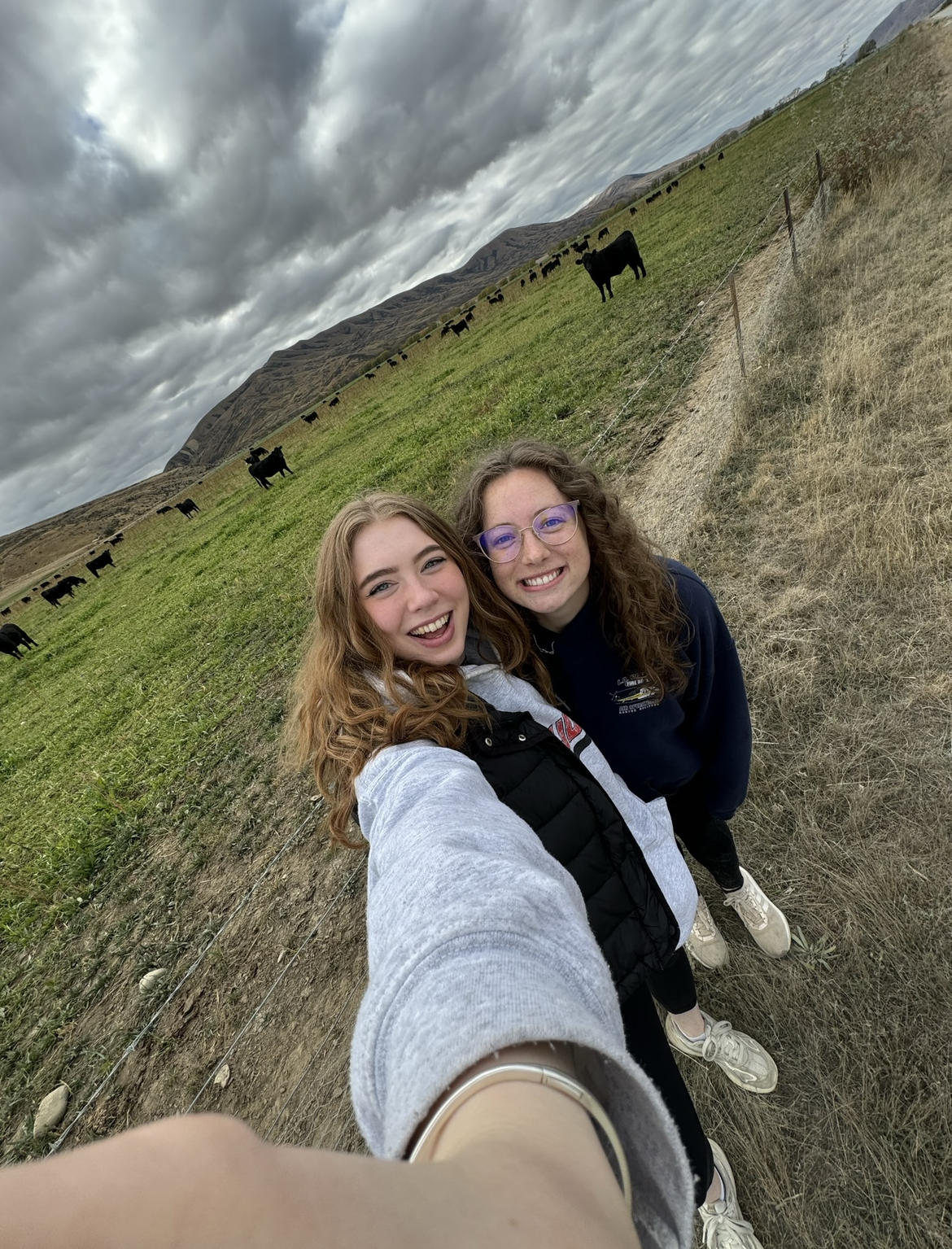 Cows in Twizel