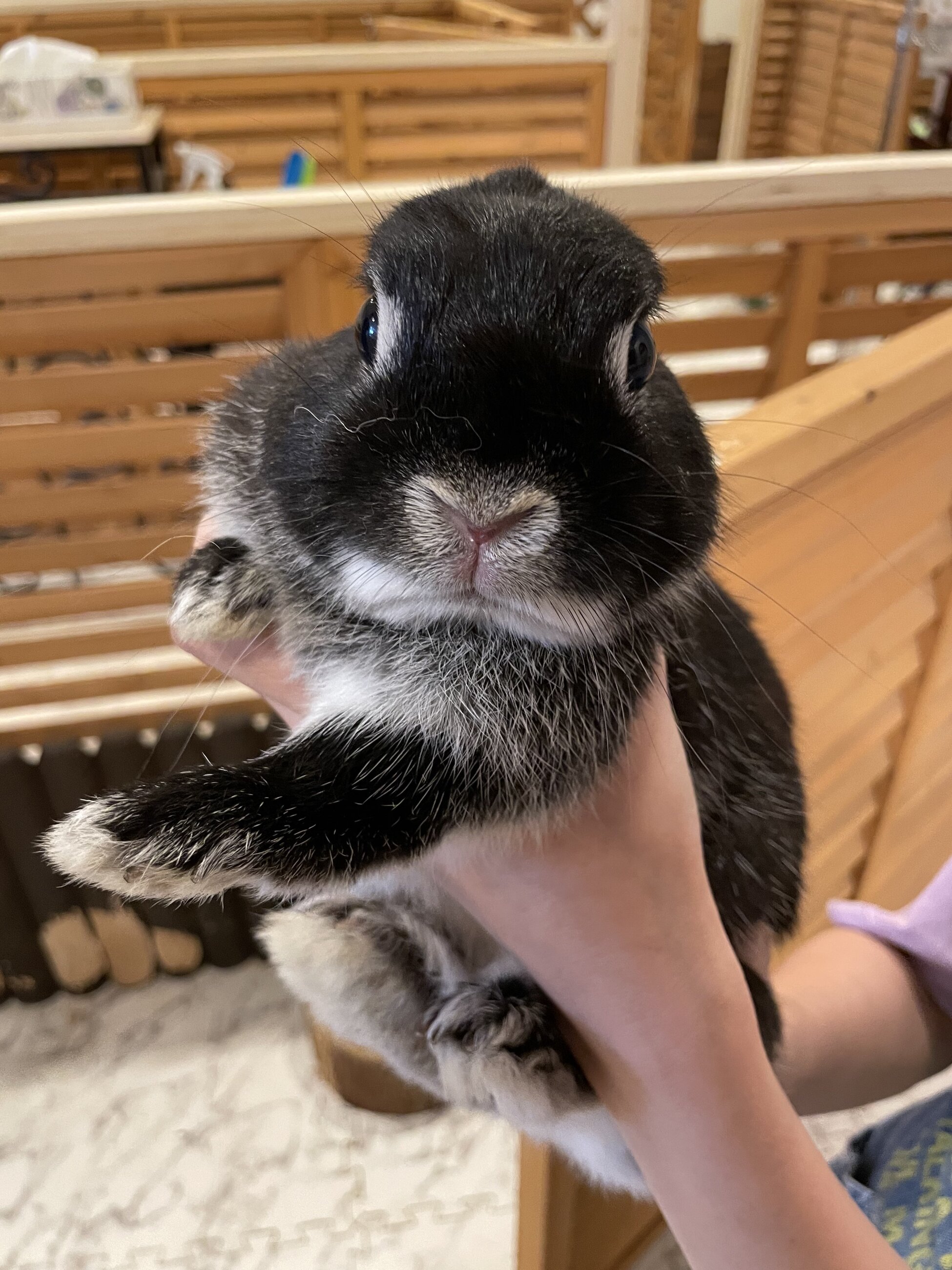 This is Akebi-chan. He has nothing to do with the CET Program but he just wants to say hello. We met at a bunny cafe in Osaka, Japan. He humbly accepts his presence in this gallery.