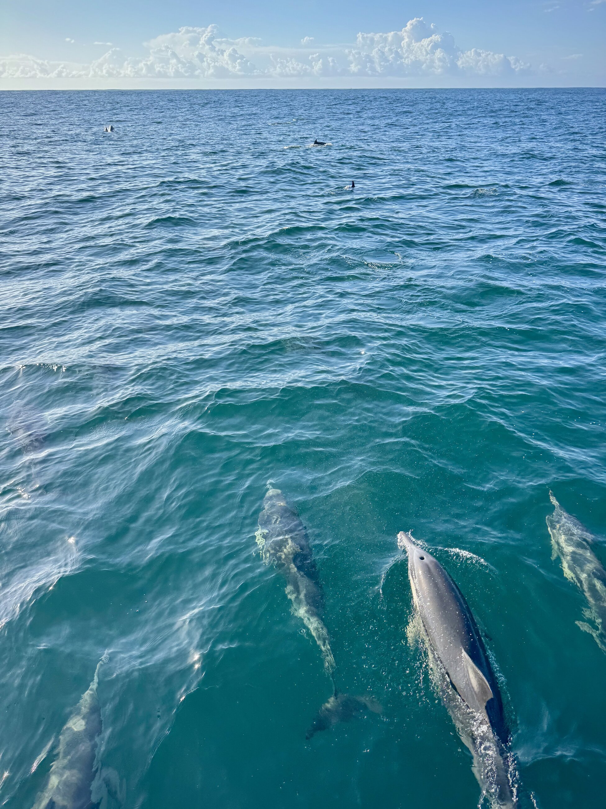 Swimming with wild dolphin pods in Nelson Bay