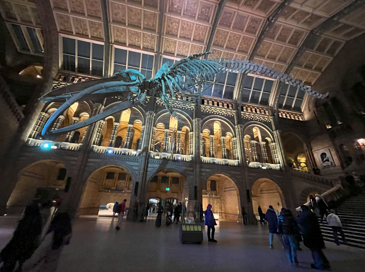 Blue whale skeleton at Natural History Museum