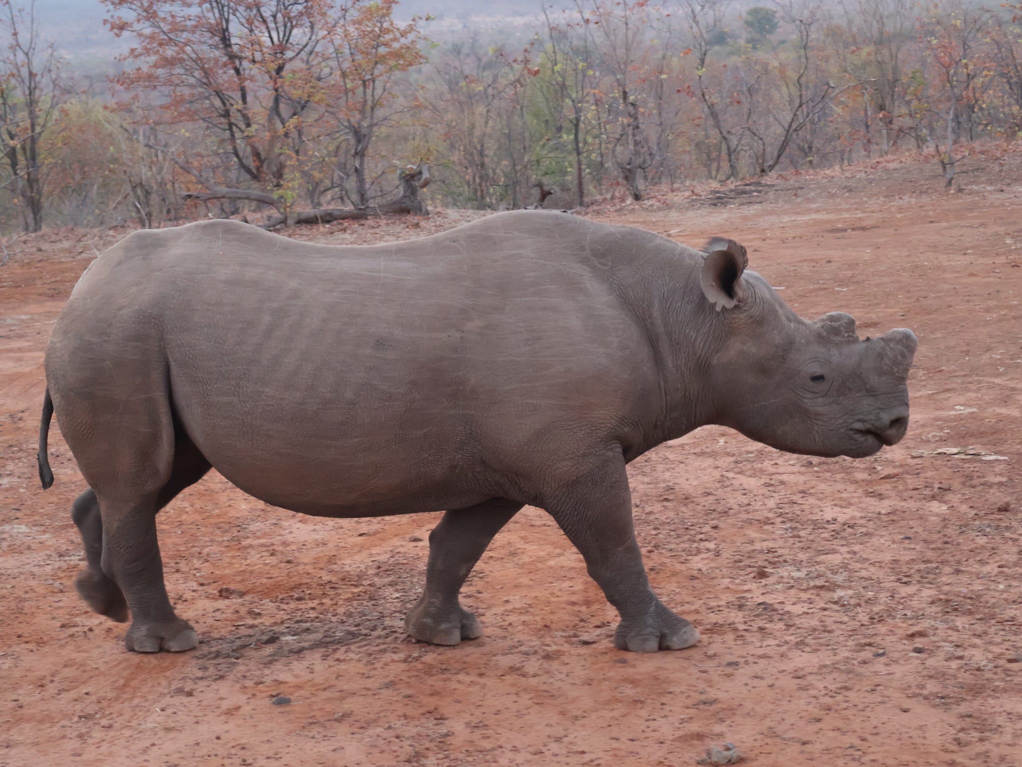 Black Rhino
