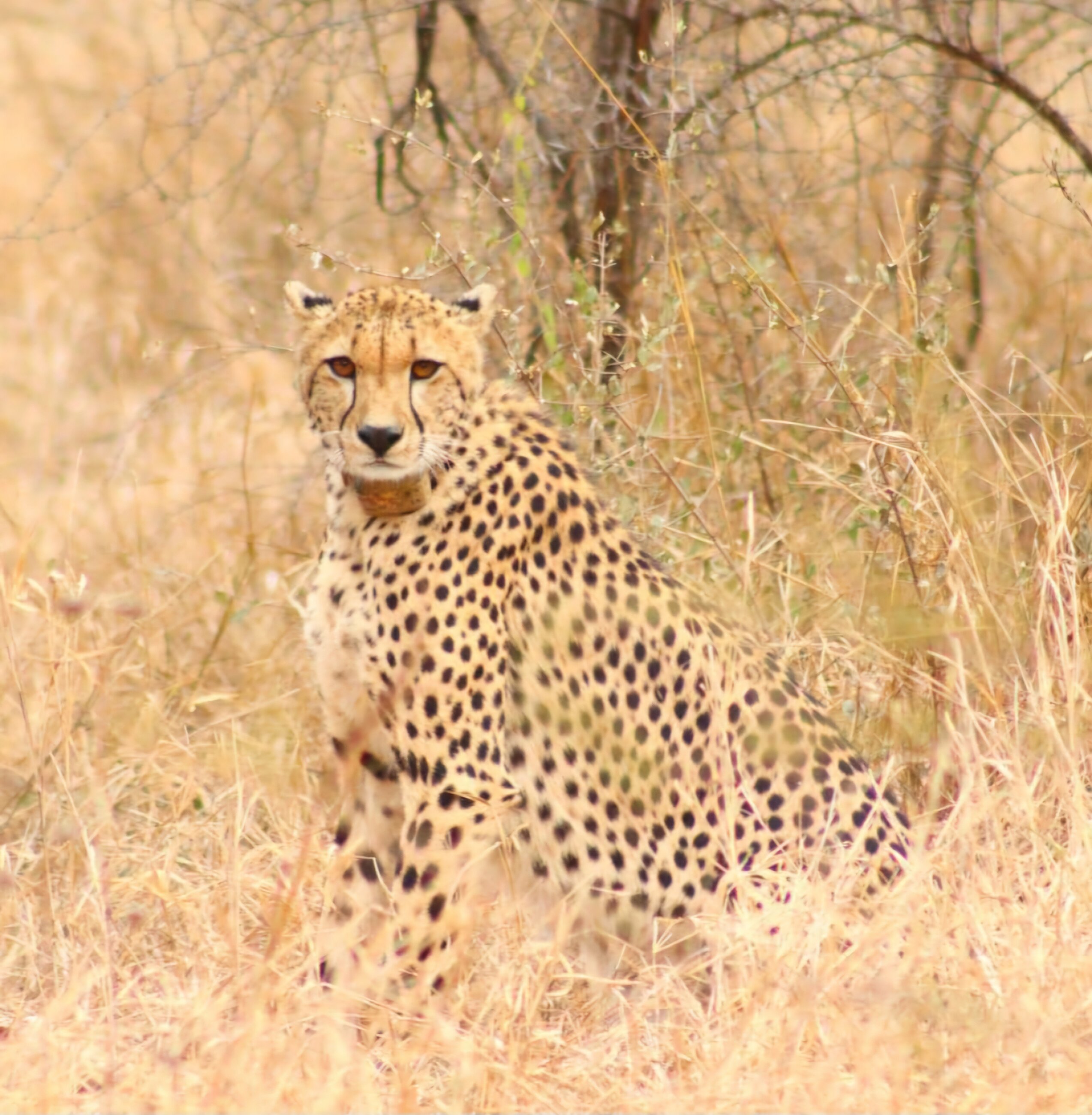 Cheetah