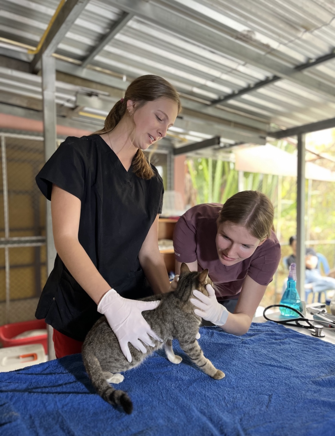 During our companion animal course, we went to a local cat rescue to practice physical exams on their recent intakes.