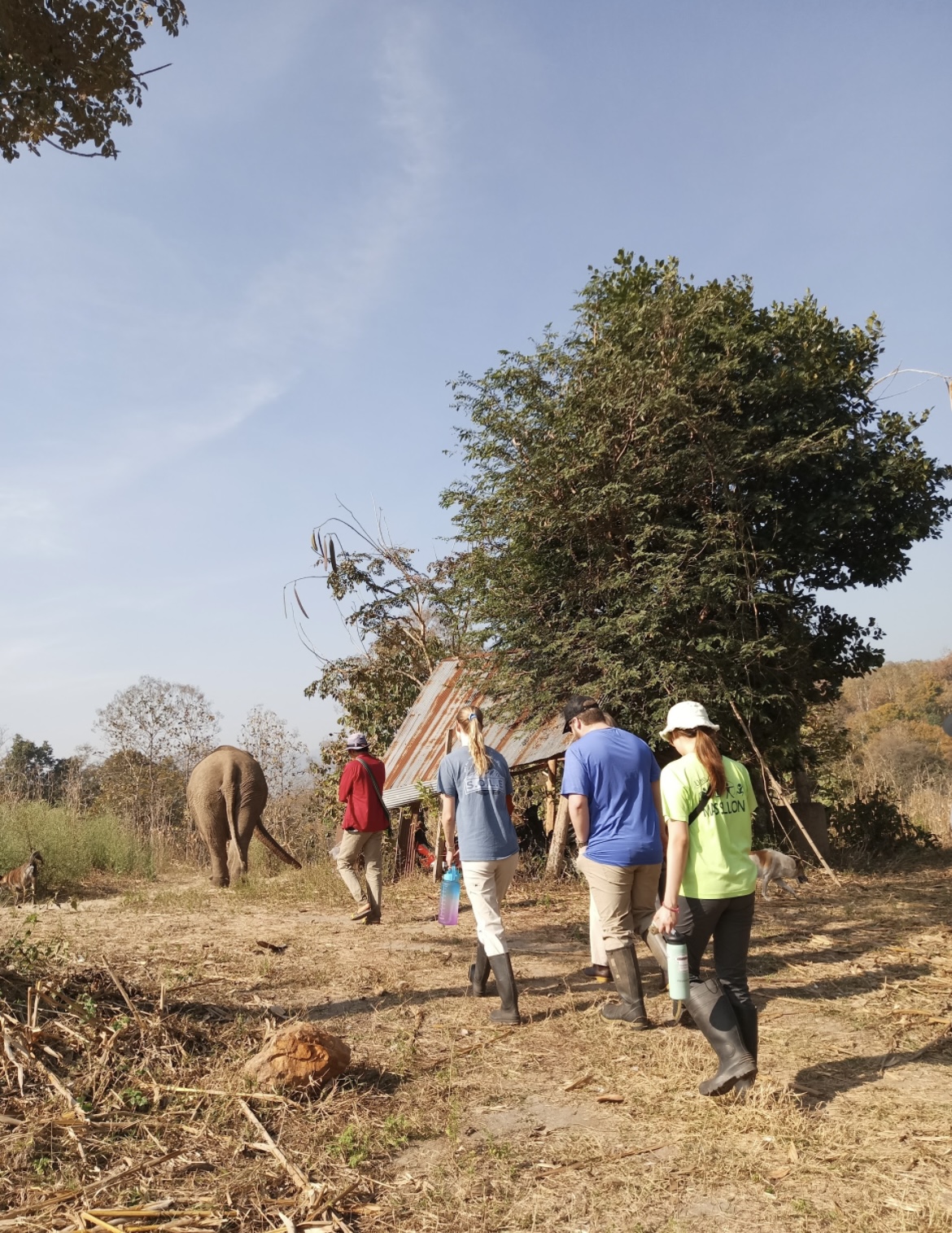 One of the rescue sites that we visited was purely hands-off, so we spent our time there observing the elephants in their natural habitat during the "elephant hikes"!
