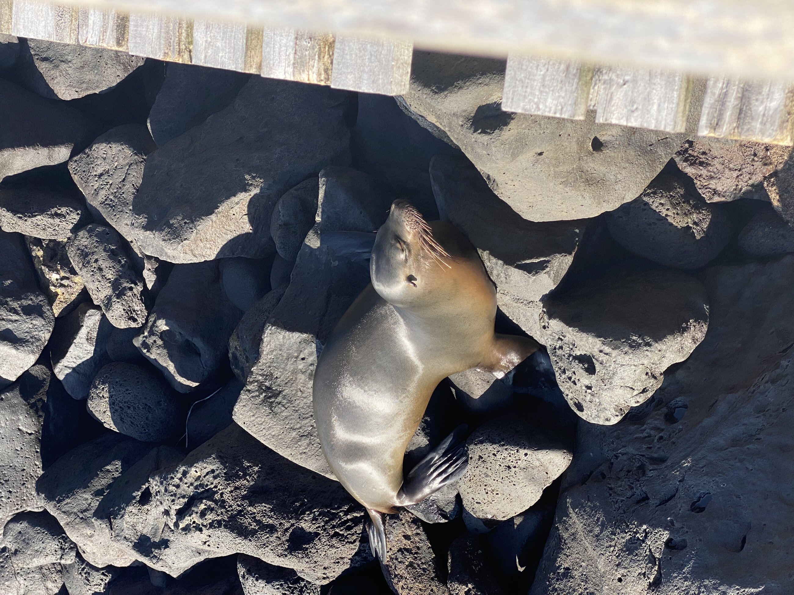 Sea lion