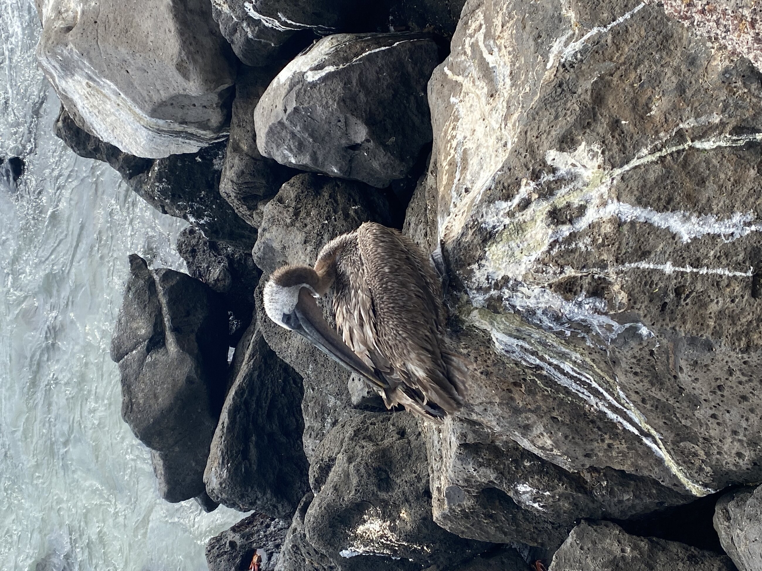 Pelican