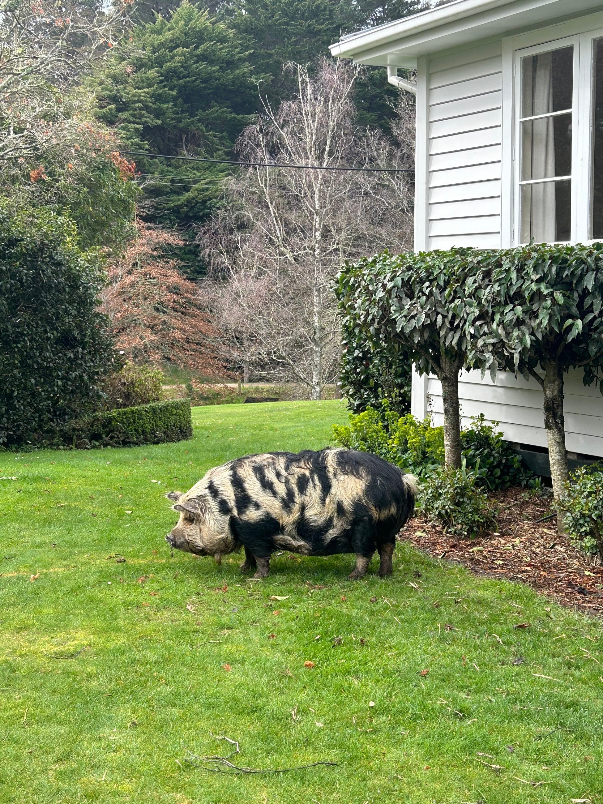 Percy the pig