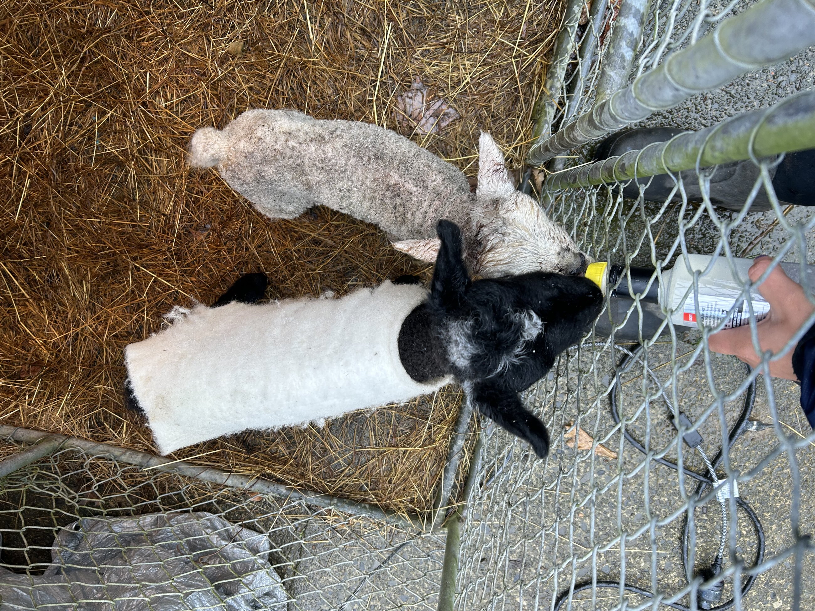 Some of the baby lambs I was responsible for feeding