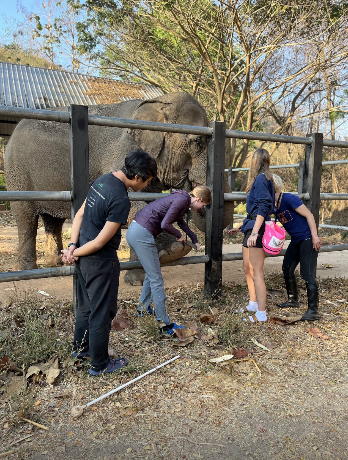 During the elephant course, we learned how to perform basic footcare for the elephants.