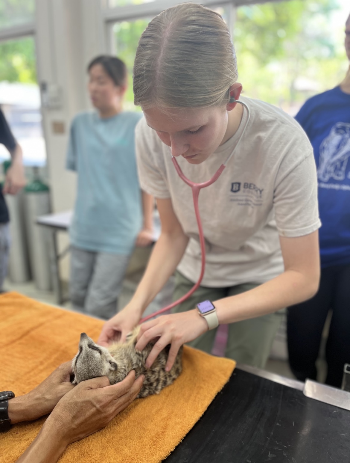 During our zoo animal medicine course, we got to have a lab session where we learned how to perform physical exams on meerkats!!